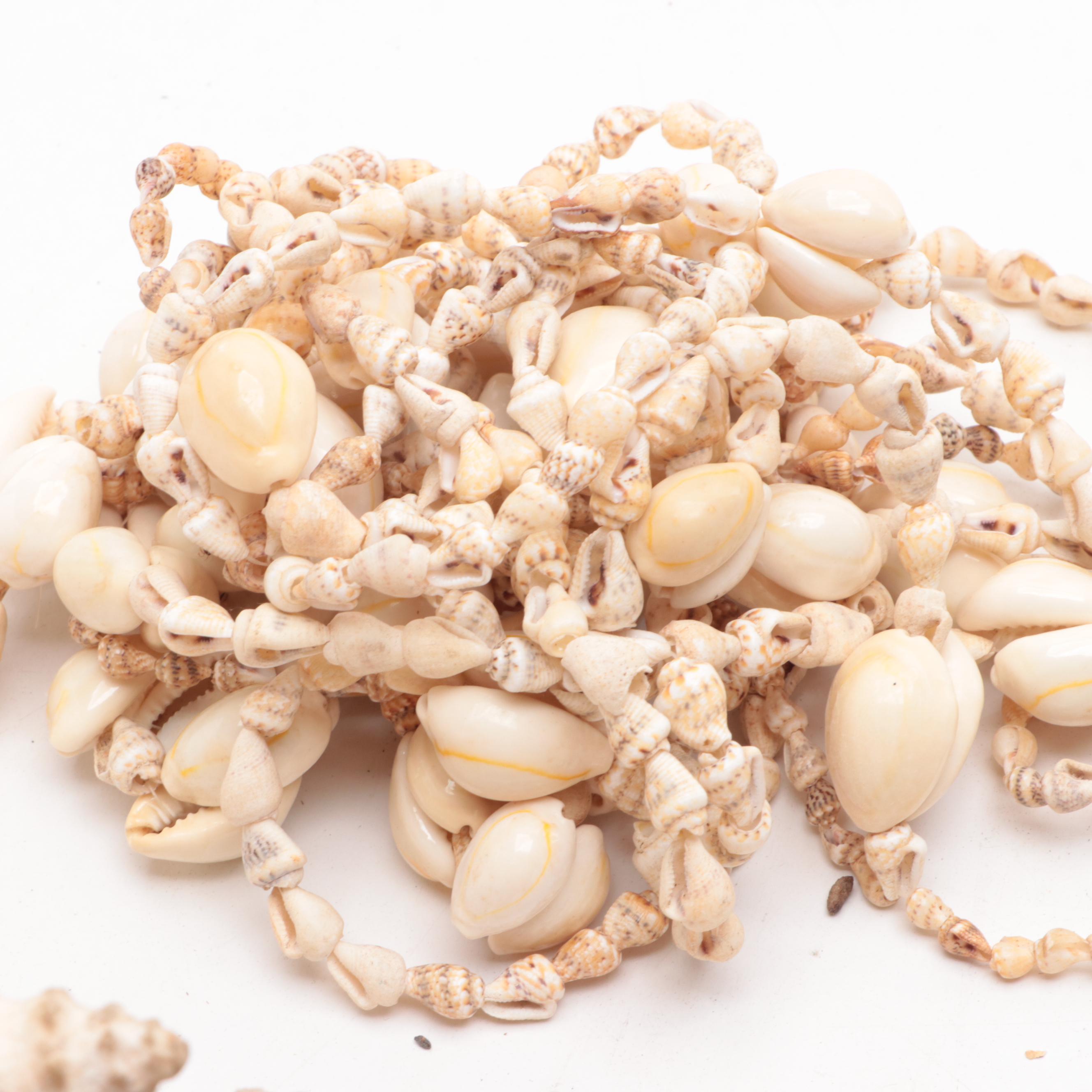 Merck & Co. Wood Shipping Box, Glass Fishing Floats, Queen Conch, Abalone