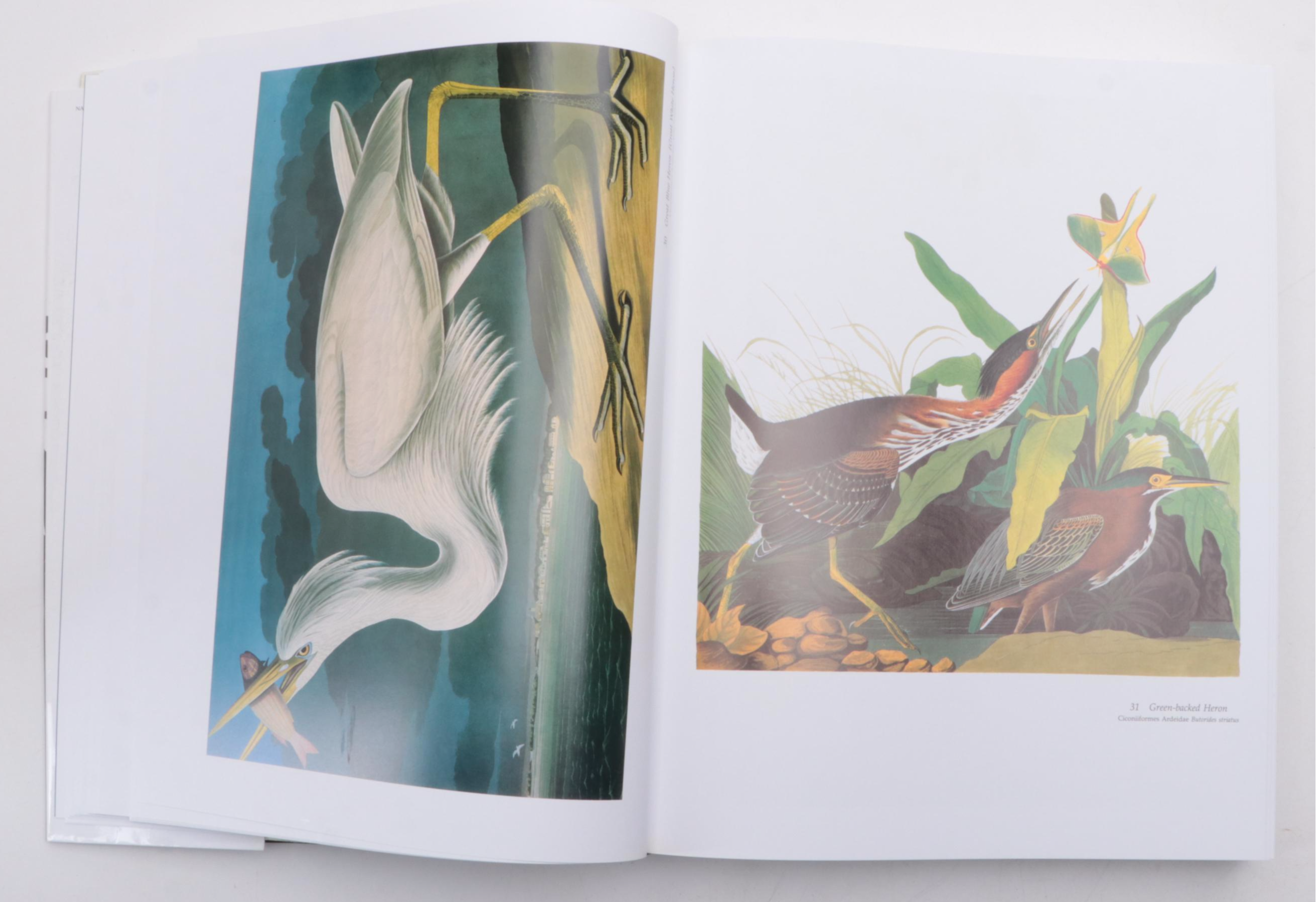 "Audubon's Birds of America" Baby Elephant Folio by the Petersons