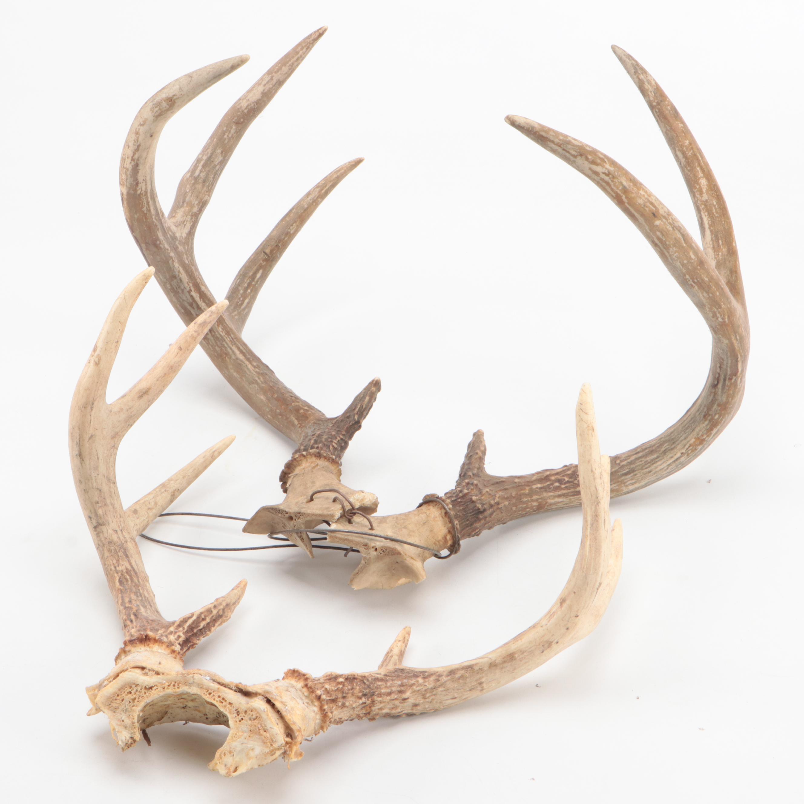 Two Taxidermy White-Tailed Deer Antler Pairs