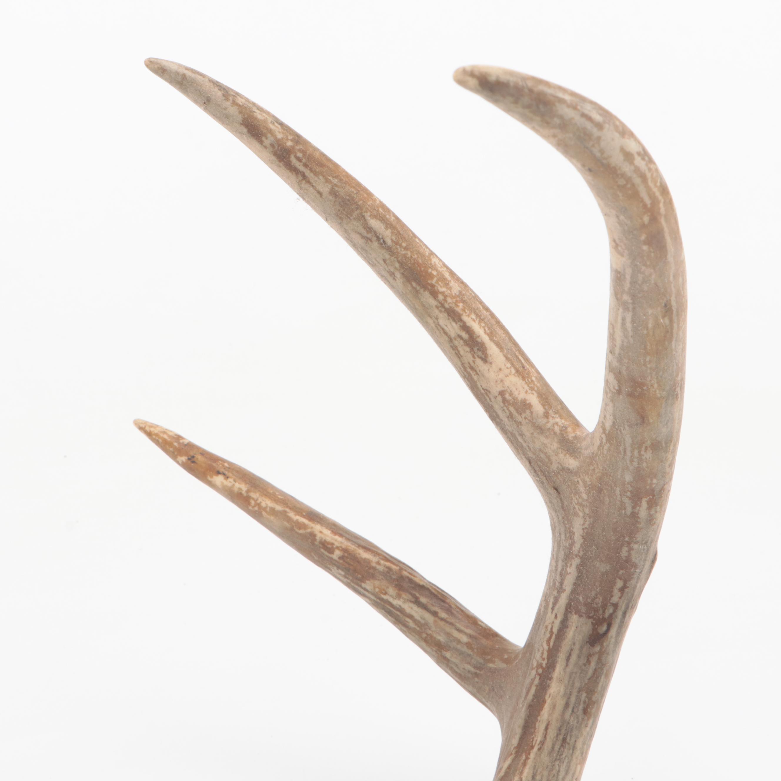 Two Taxidermy White-Tailed Deer Antler Pairs