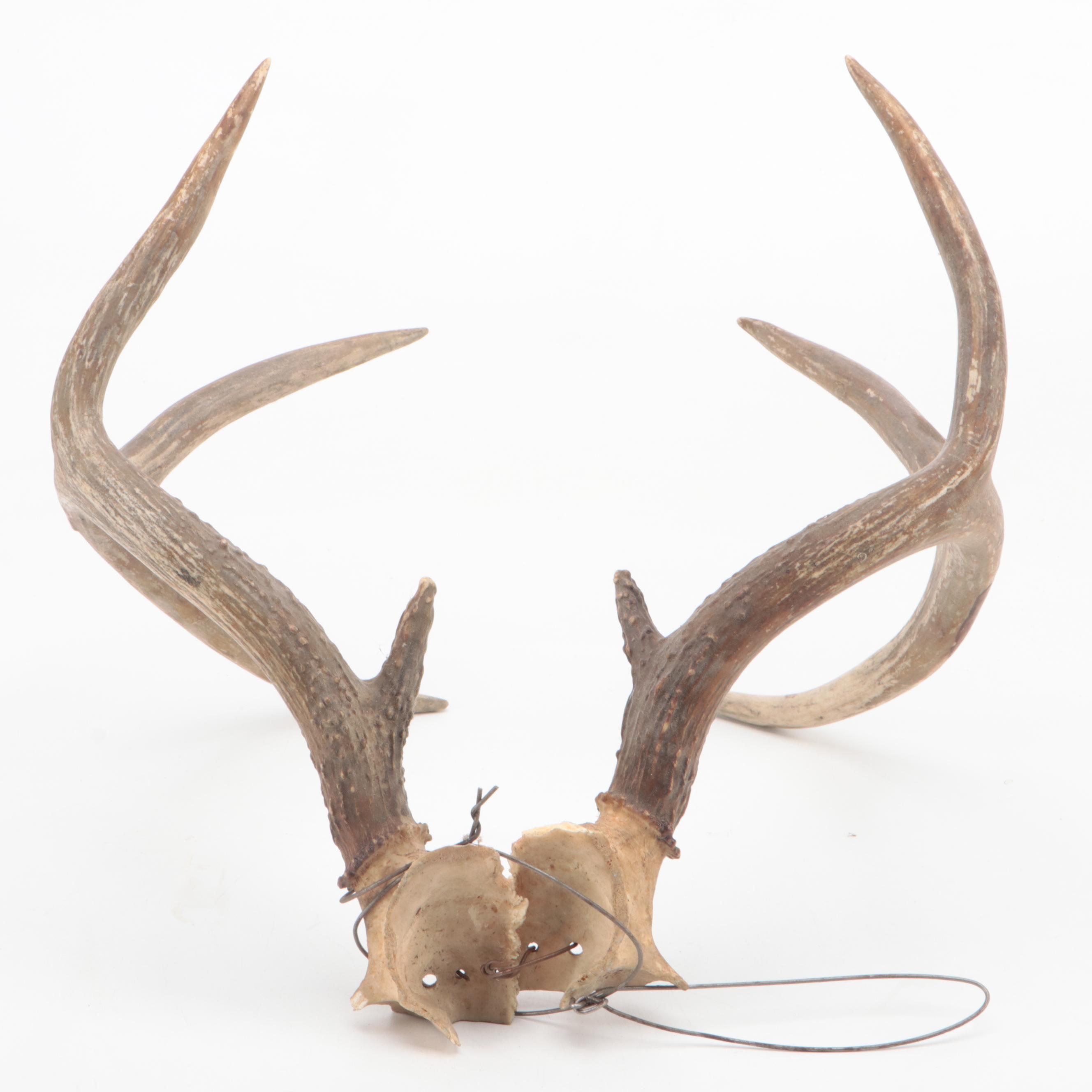 Two Taxidermy White-Tailed Deer Antler Pairs