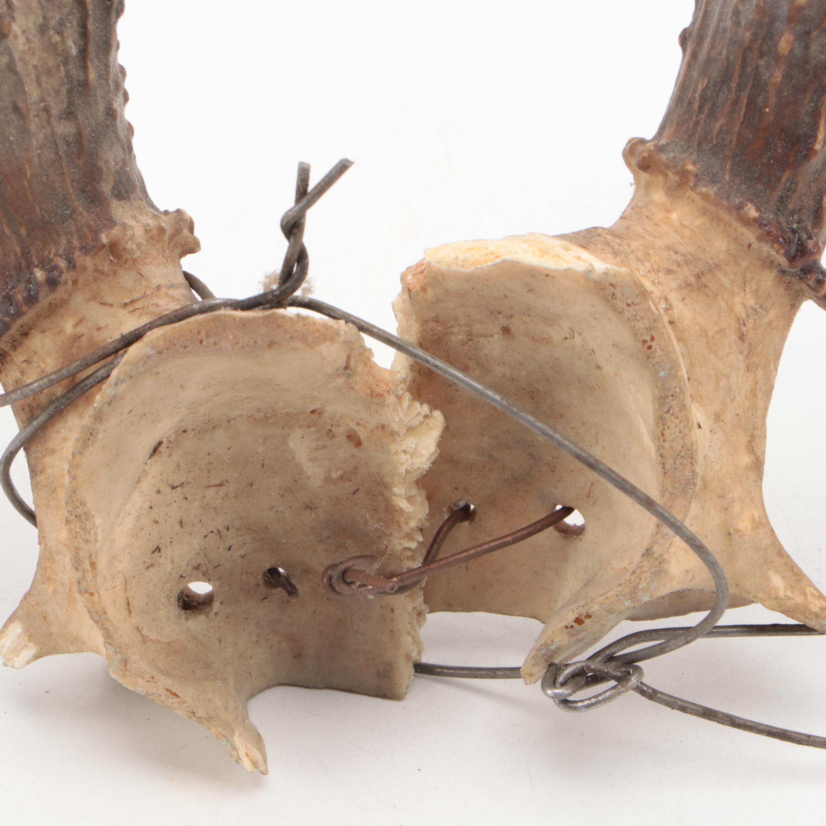 Two Taxidermy White-Tailed Deer Antler Pairs