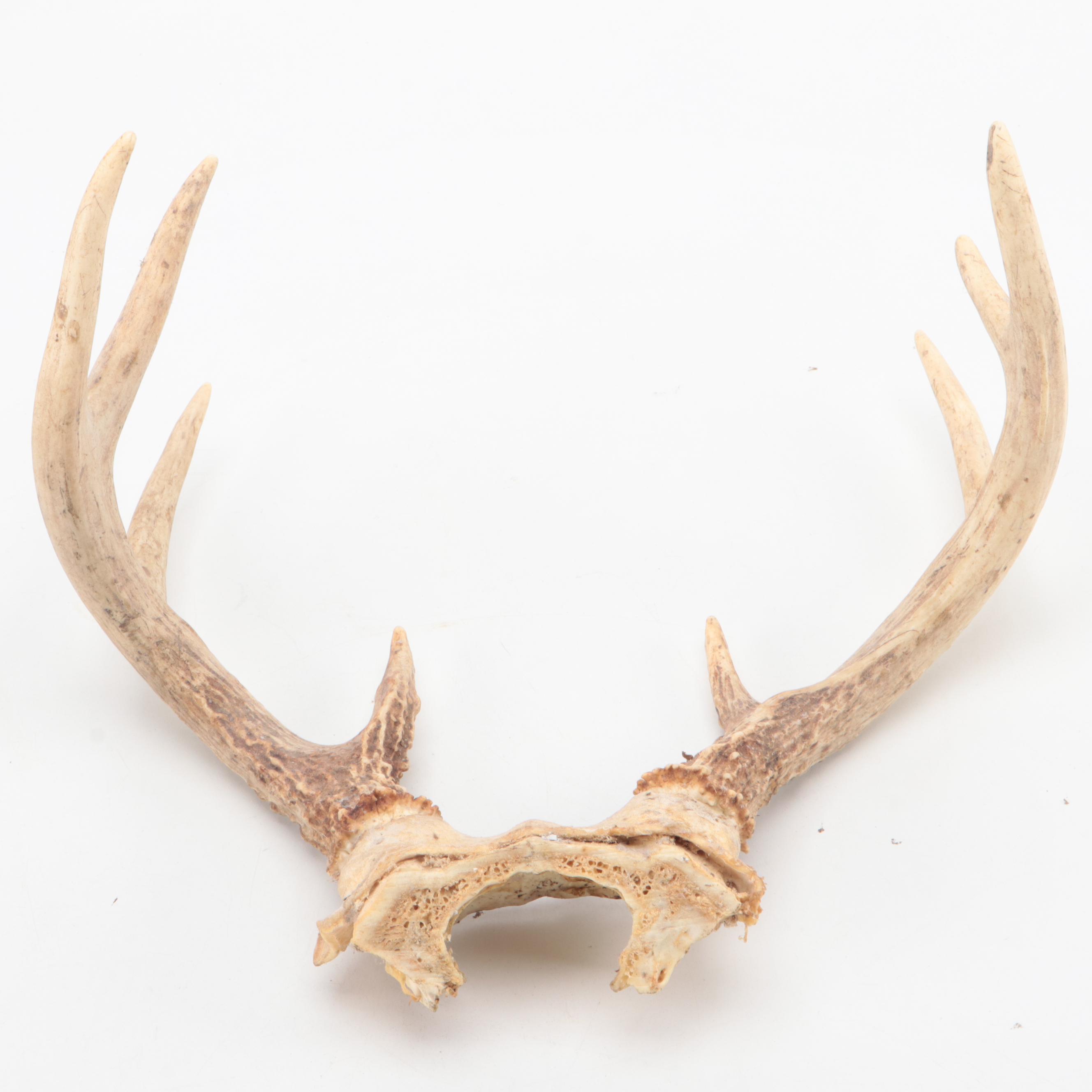 Two Taxidermy White-Tailed Deer Antler Pairs