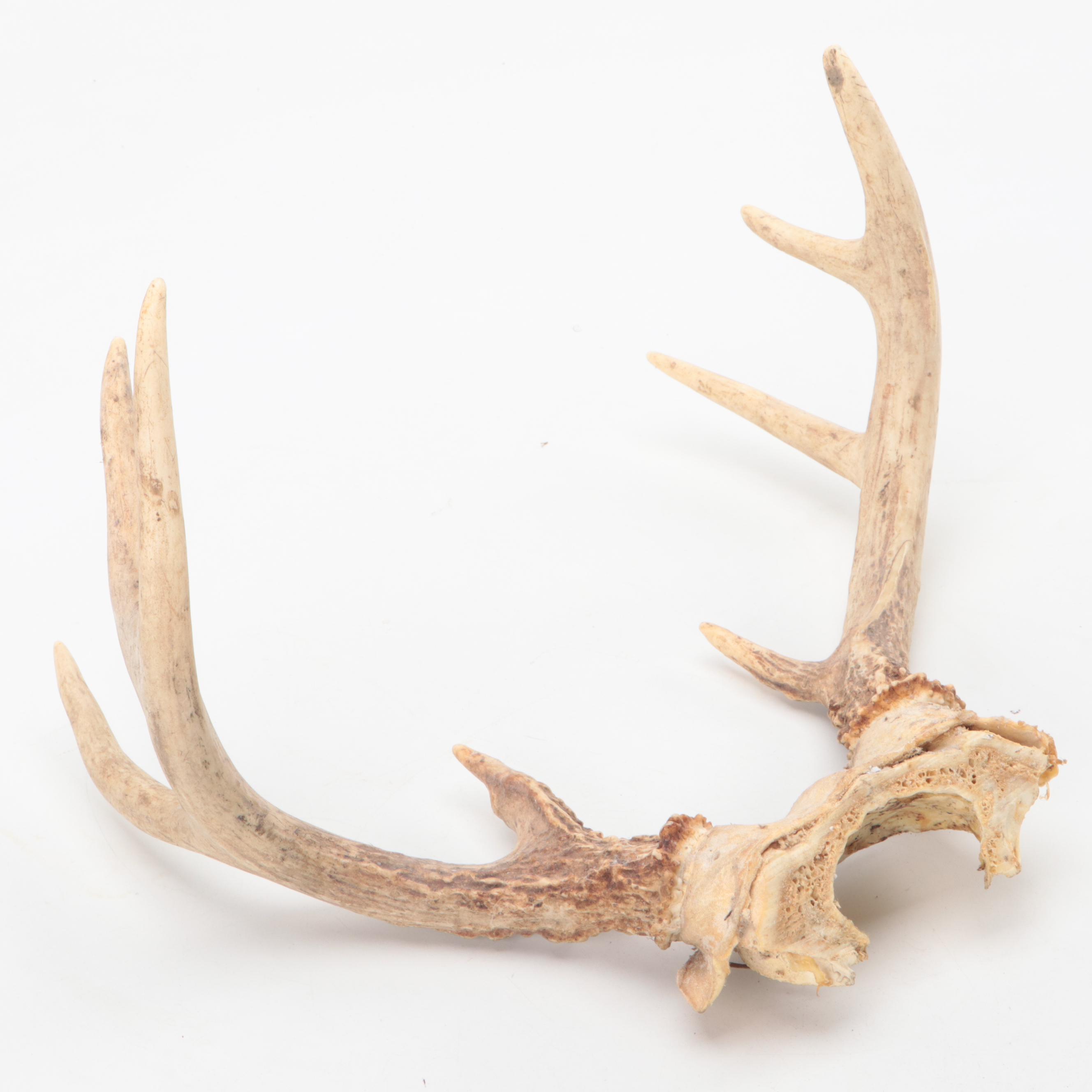 Two Taxidermy White-Tailed Deer Antler Pairs