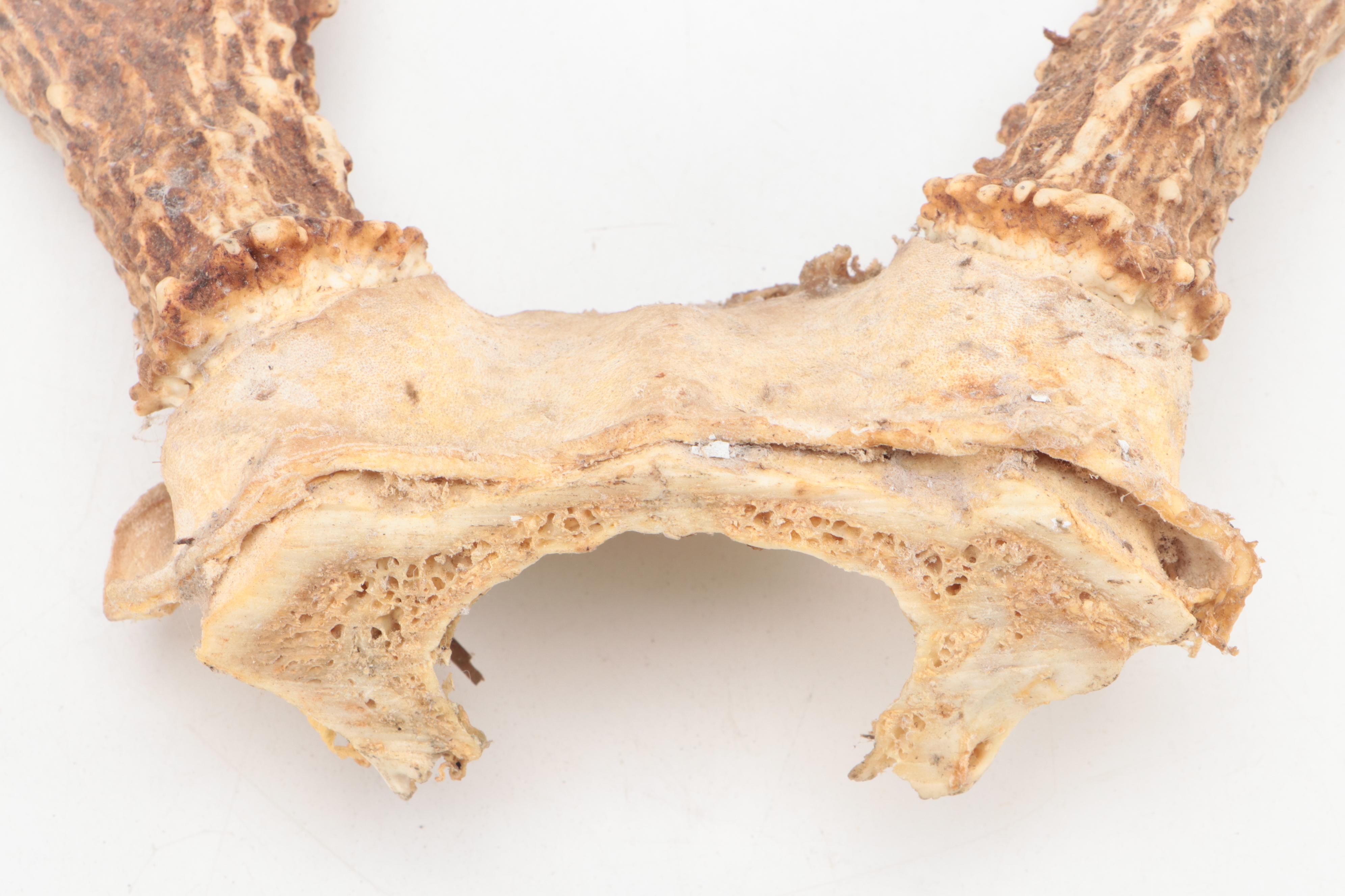 Two Taxidermy White-Tailed Deer Antler Pairs