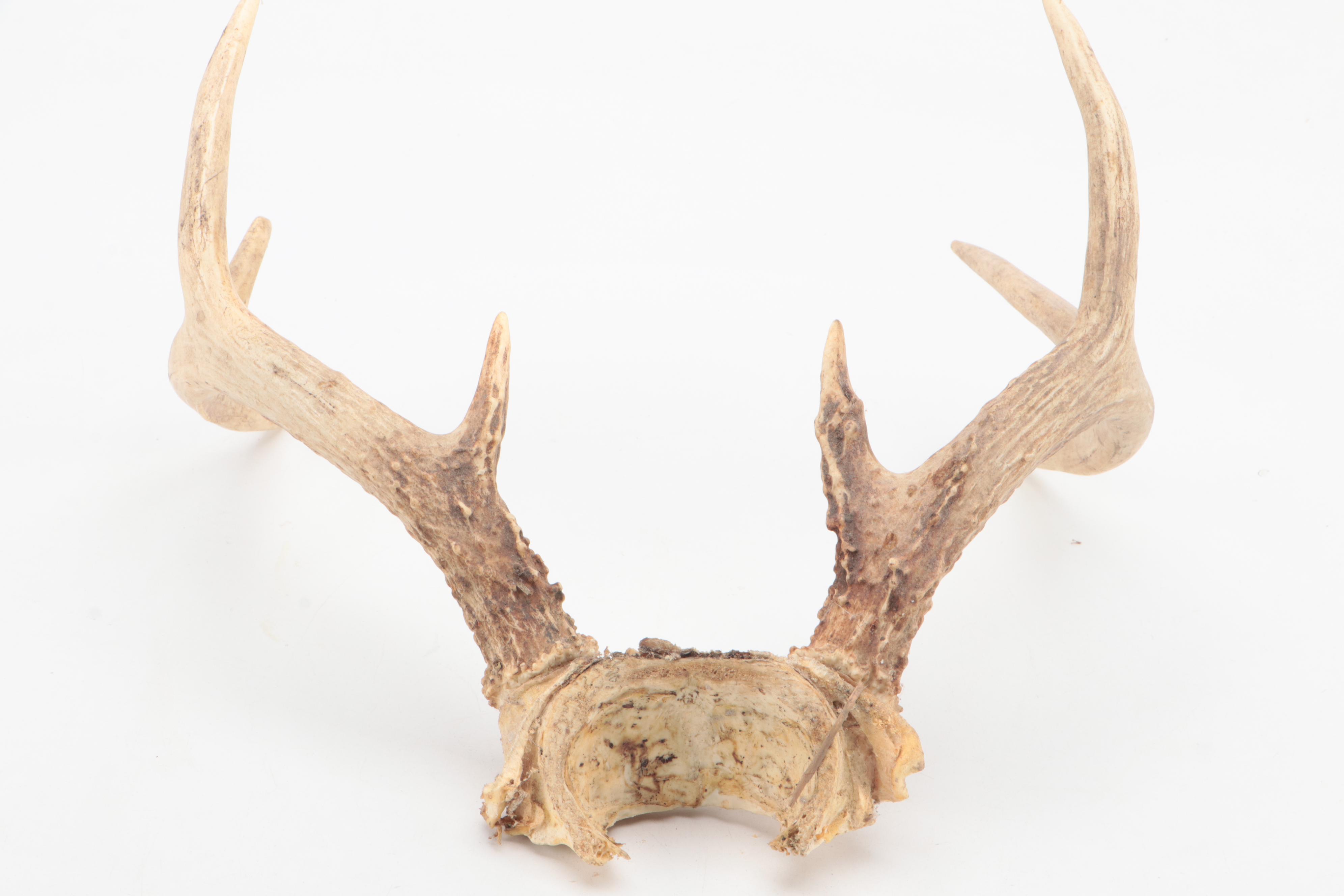 Two Taxidermy White-Tailed Deer Antler Pairs