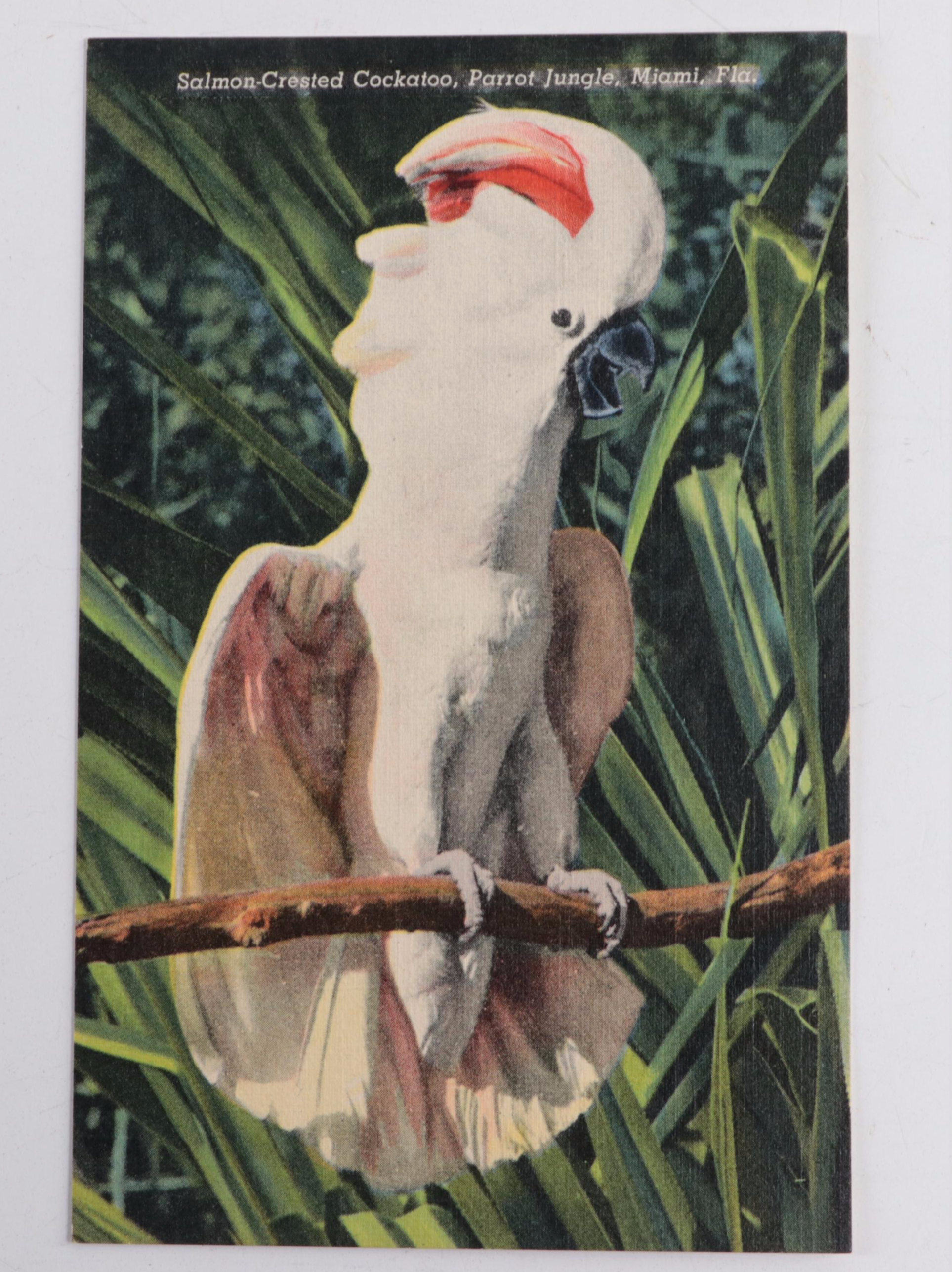 Curt Teich, C. Kropp Co., Byron Harmon, and More Postcards with Other Ephemera