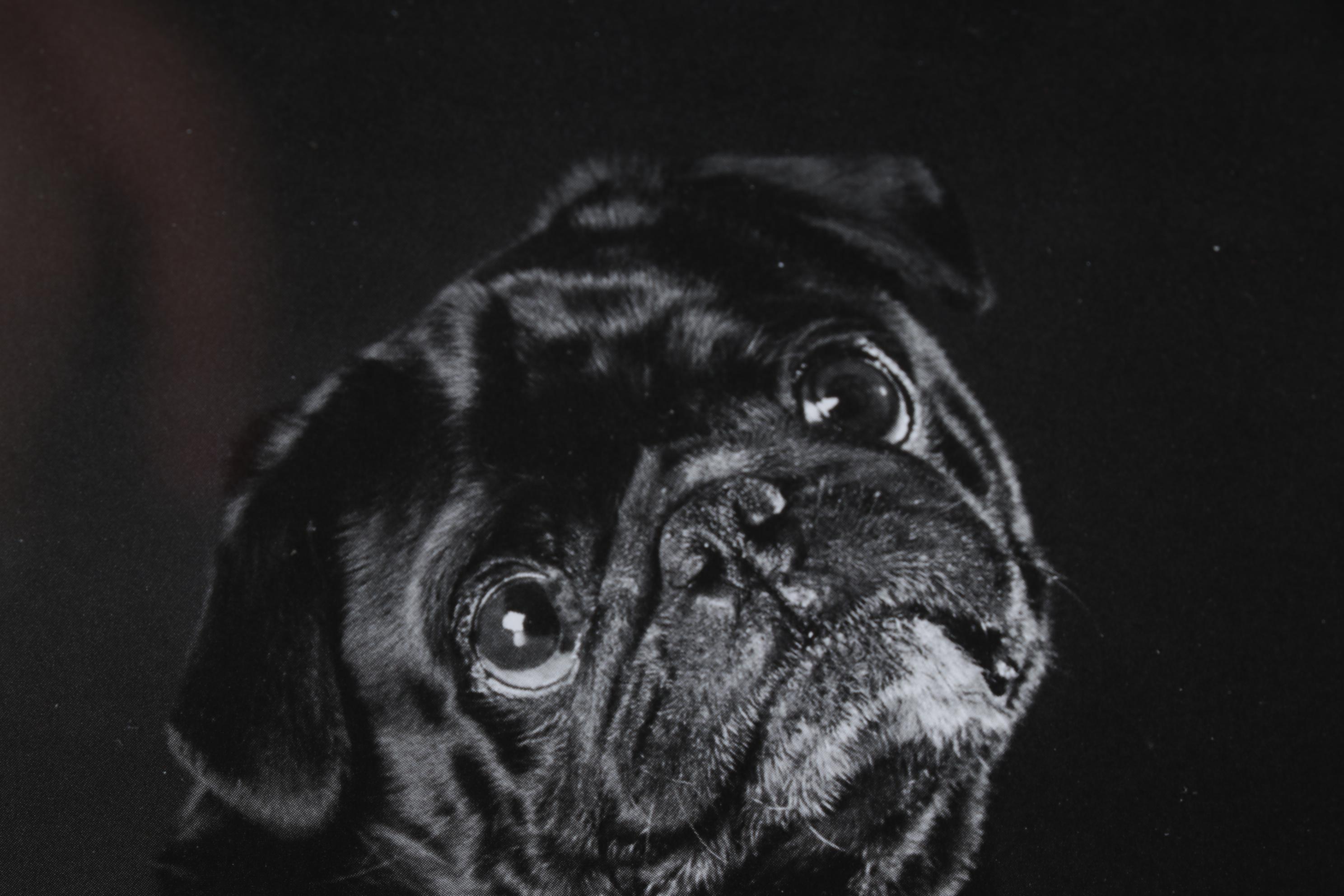 Elliott Erwitt Offset Lithograph From "To the Dogs," Circa 1992