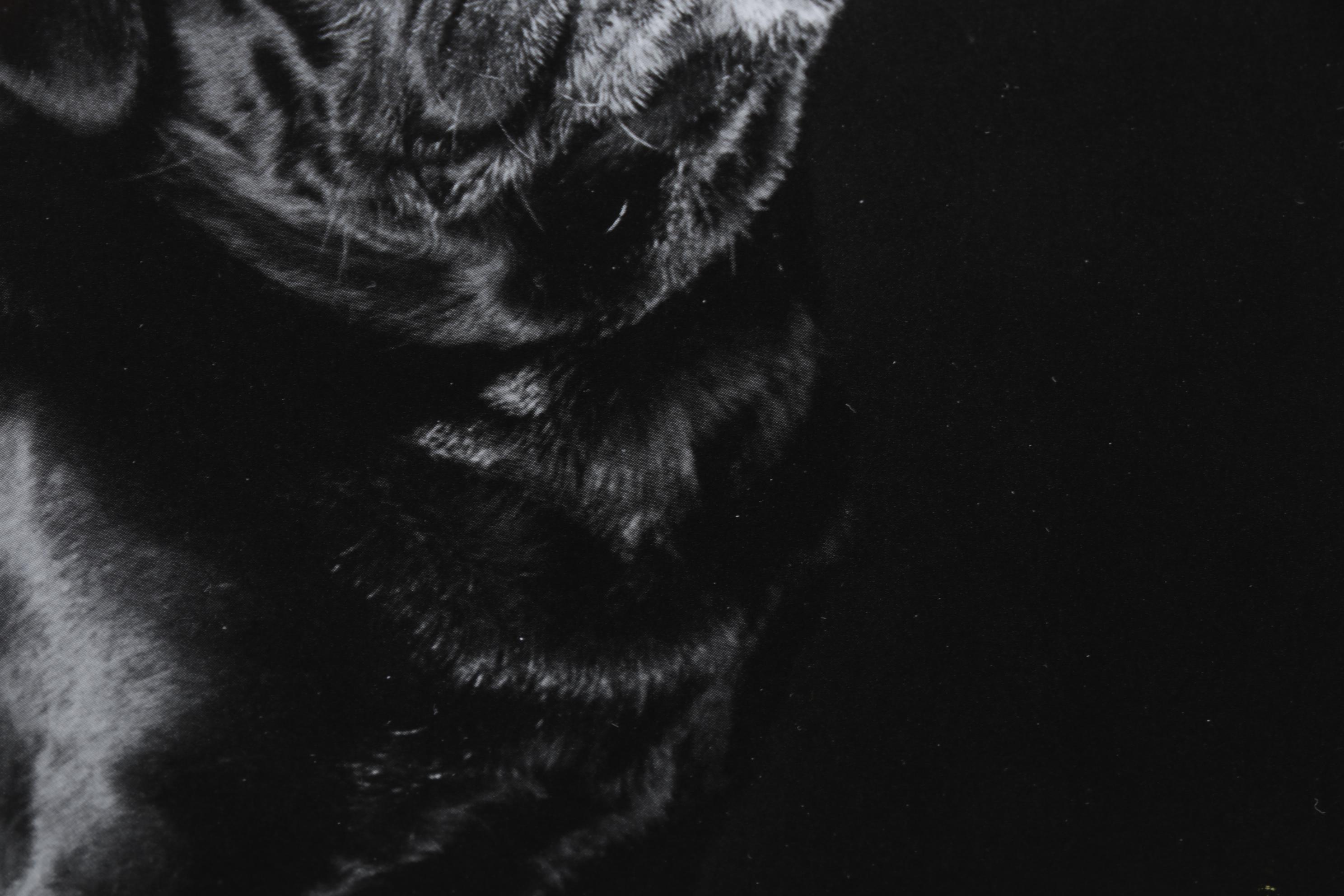 Elliott Erwitt Offset Lithograph From "To the Dogs," Circa 1992