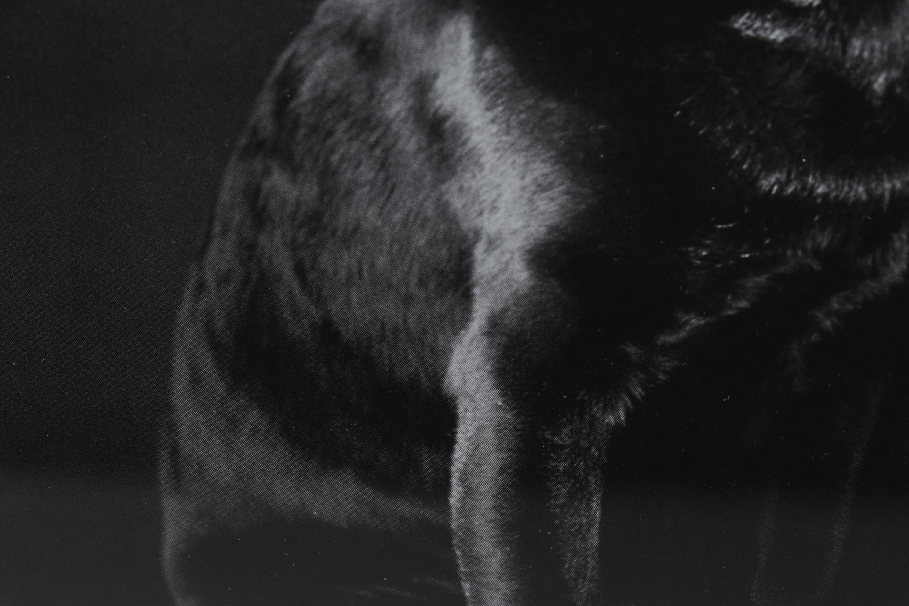 Elliott Erwitt Offset Lithograph From "To the Dogs," Circa 1992