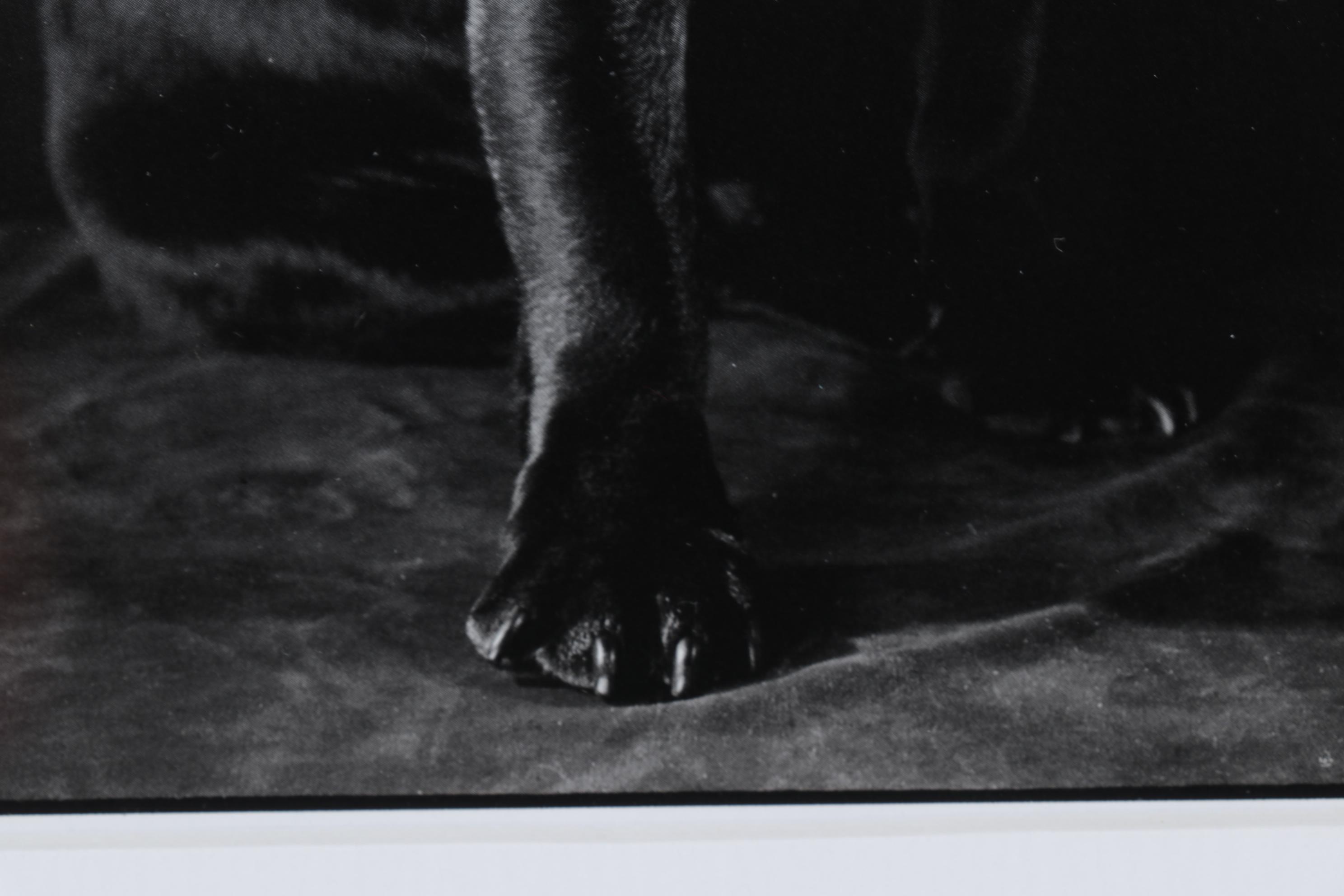 Elliott Erwitt Offset Lithograph From "To the Dogs," Circa 1992