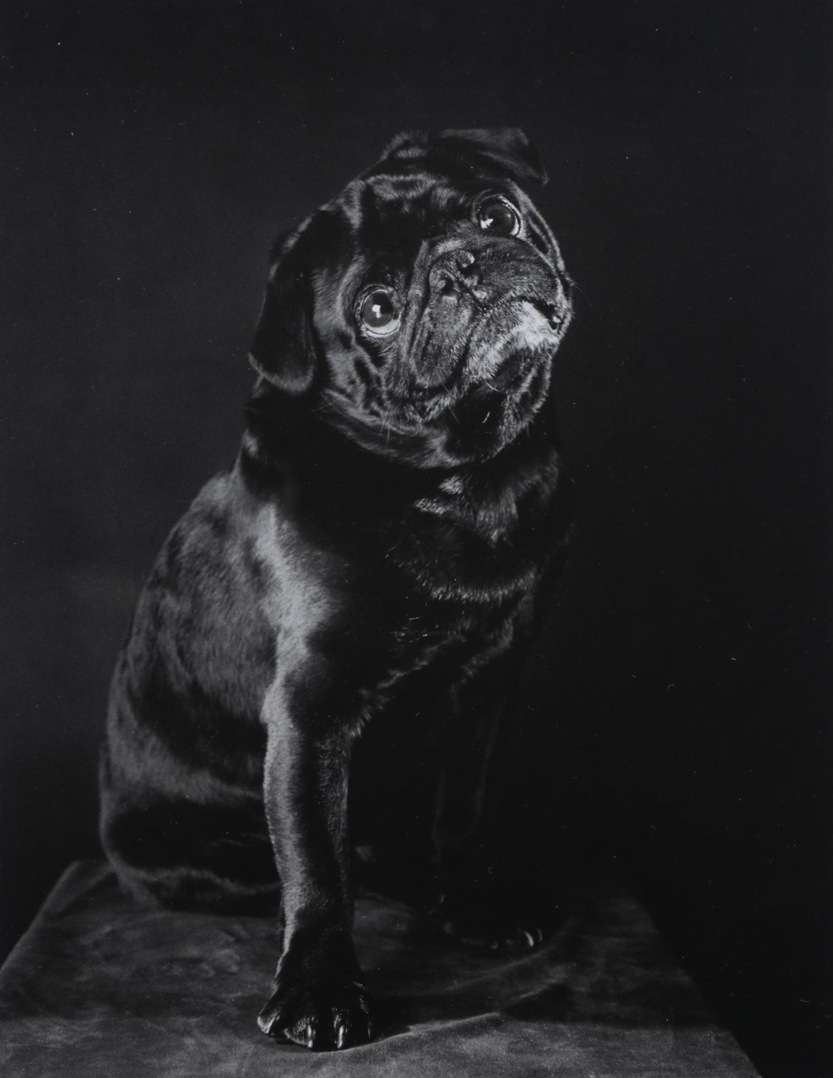 Elliott Erwitt Offset Lithograph From "To the Dogs," Circa 1992