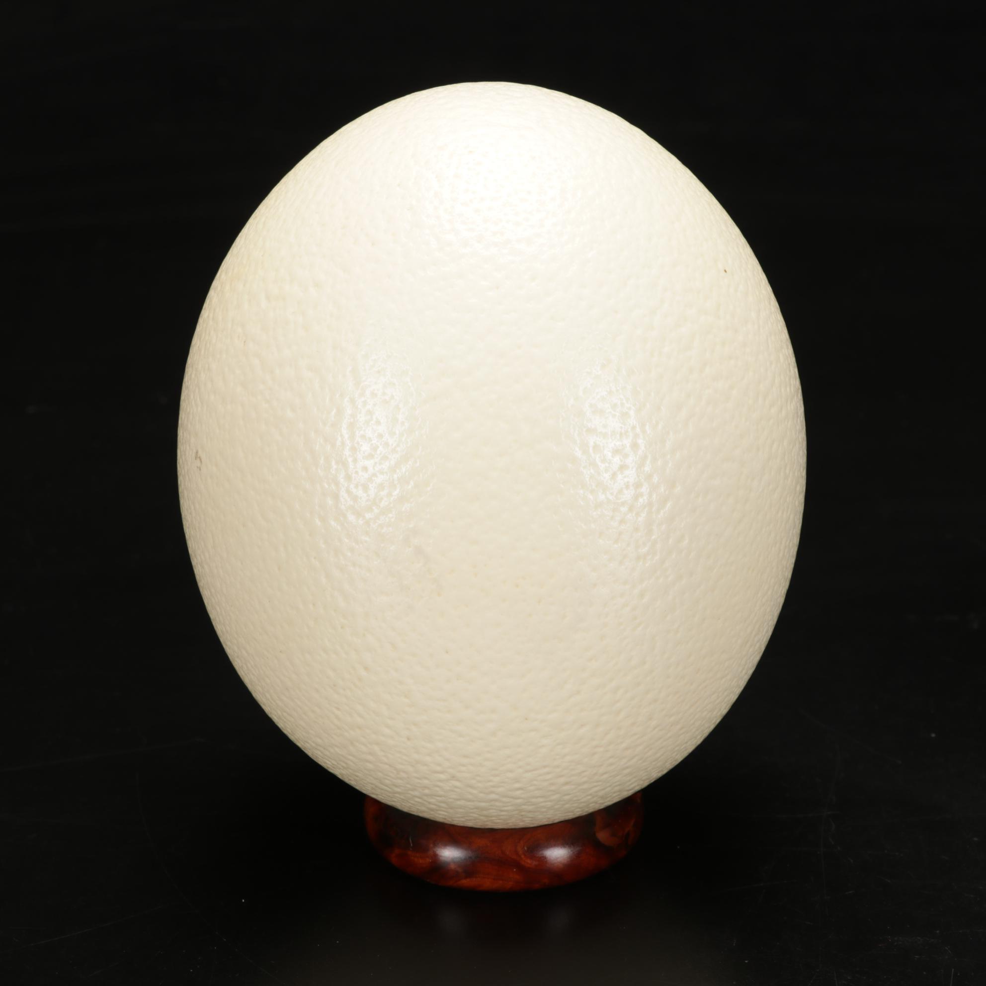 Rhea and Ostrich Eggs