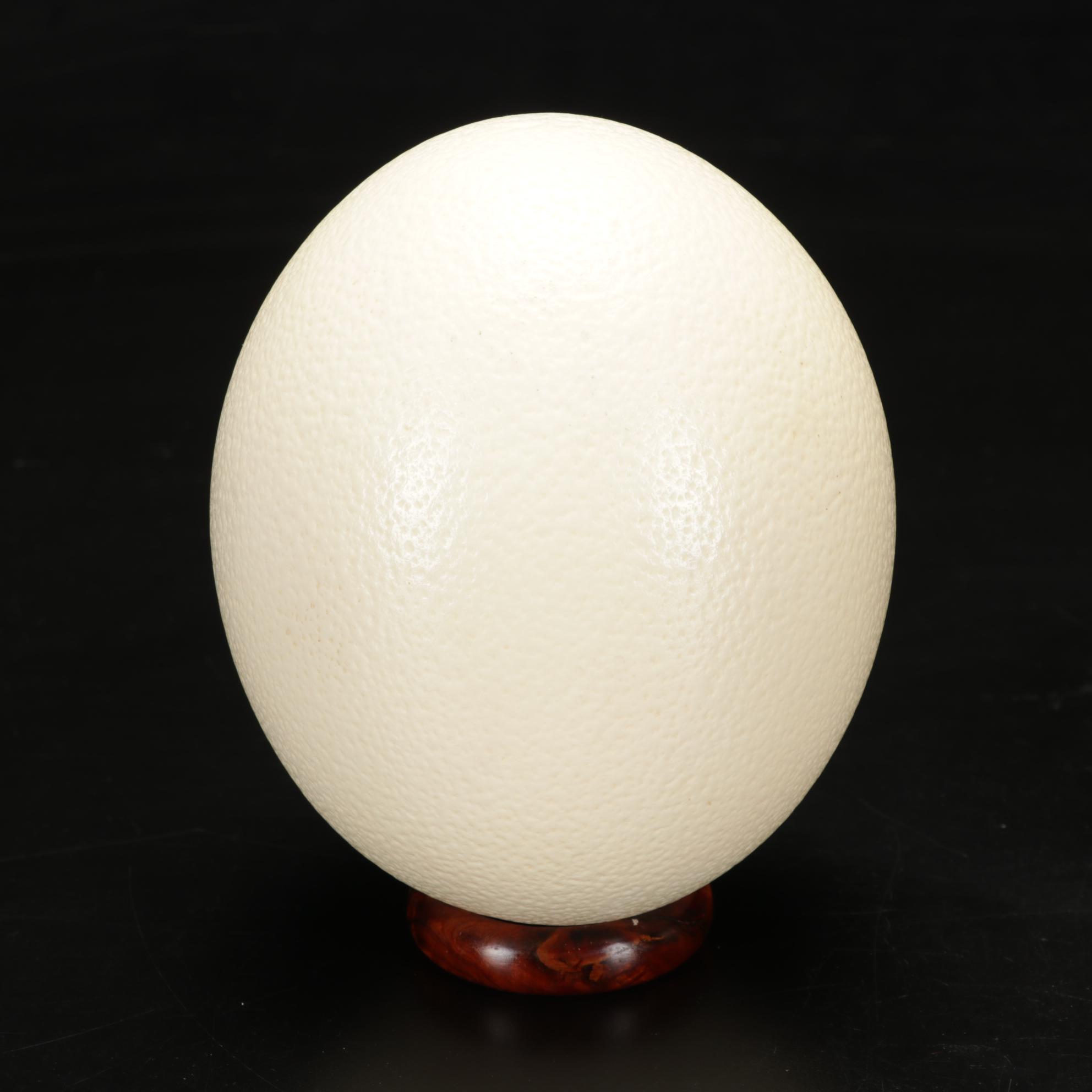 Rhea and Ostrich Eggs