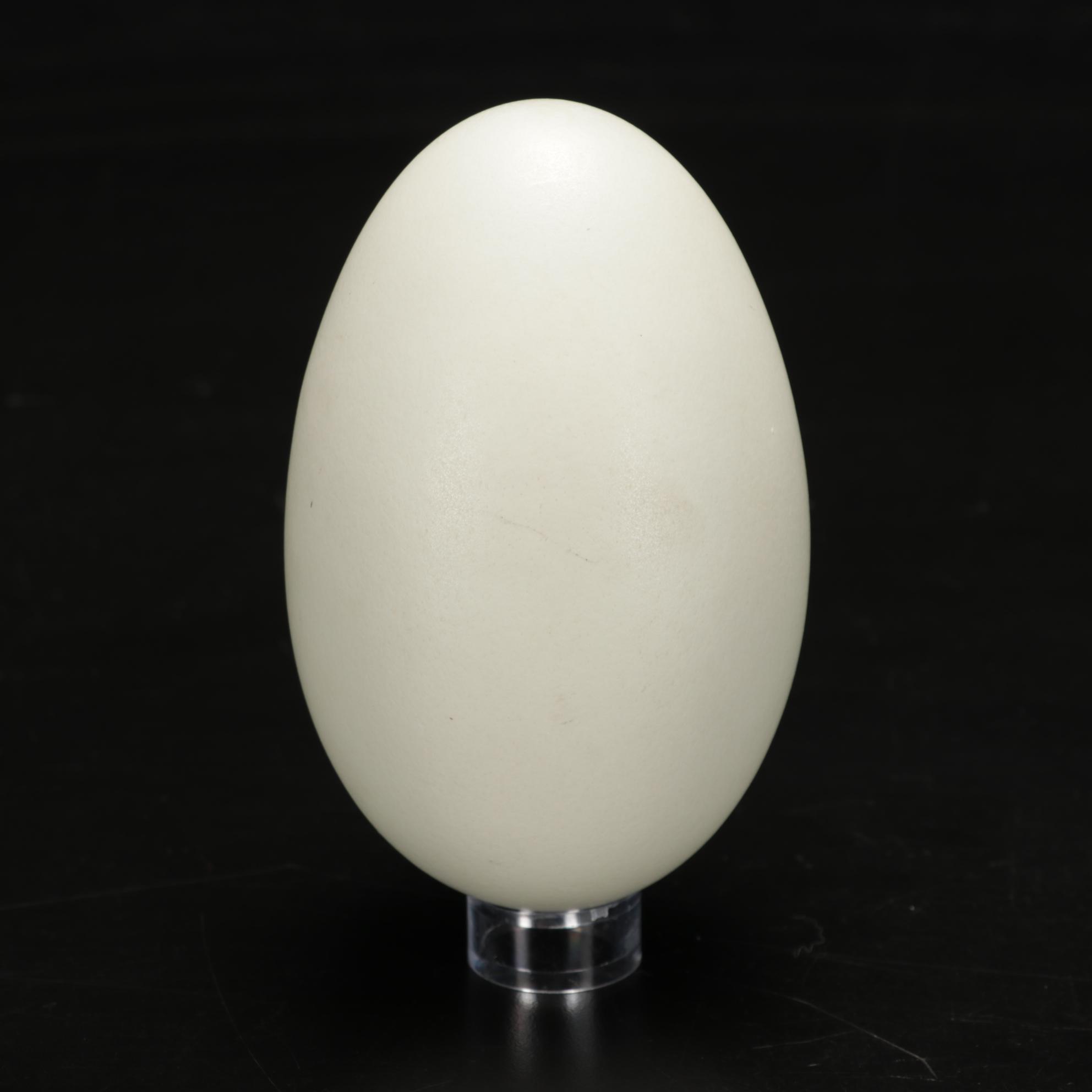 Rhea and Ostrich Eggs