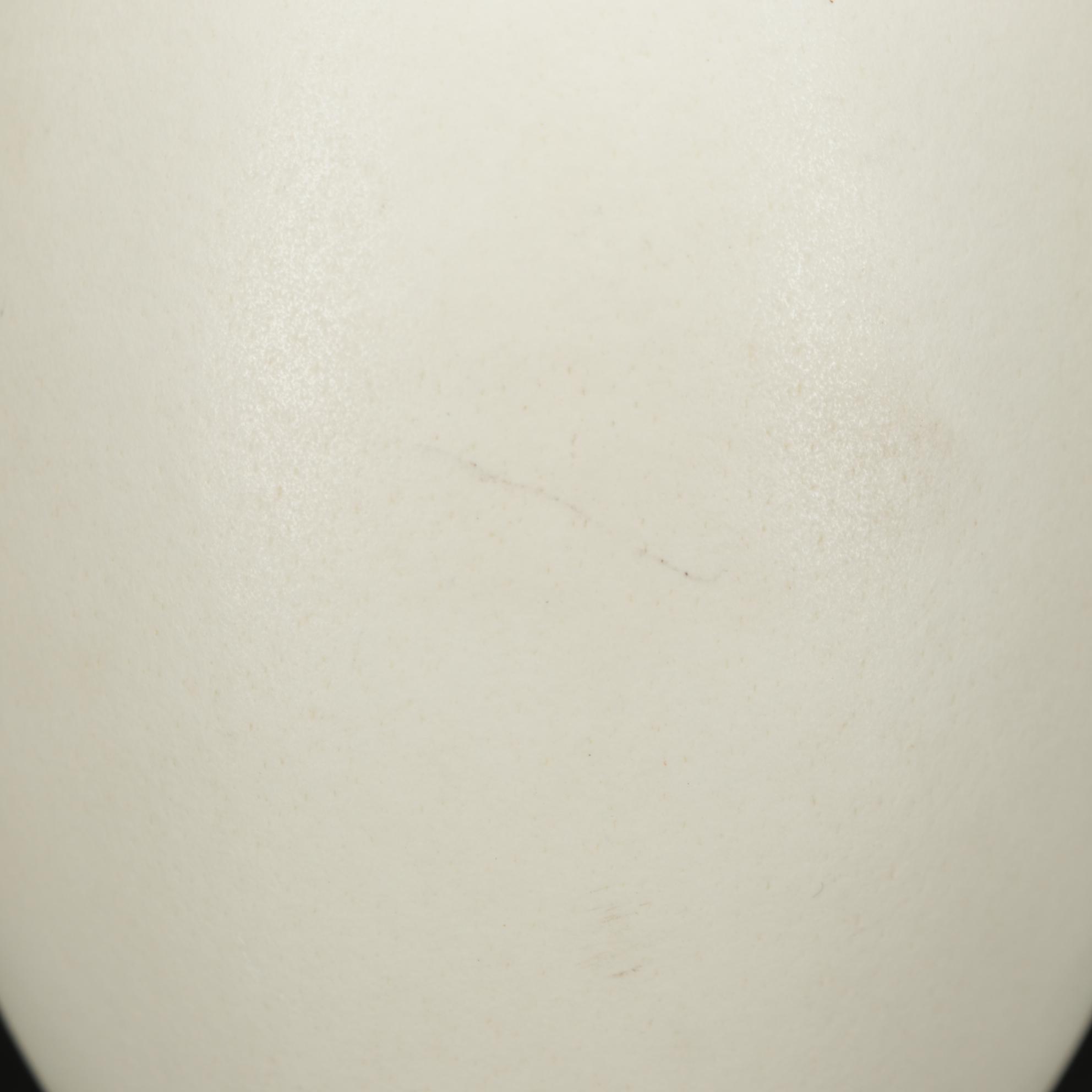 Rhea and Ostrich Eggs