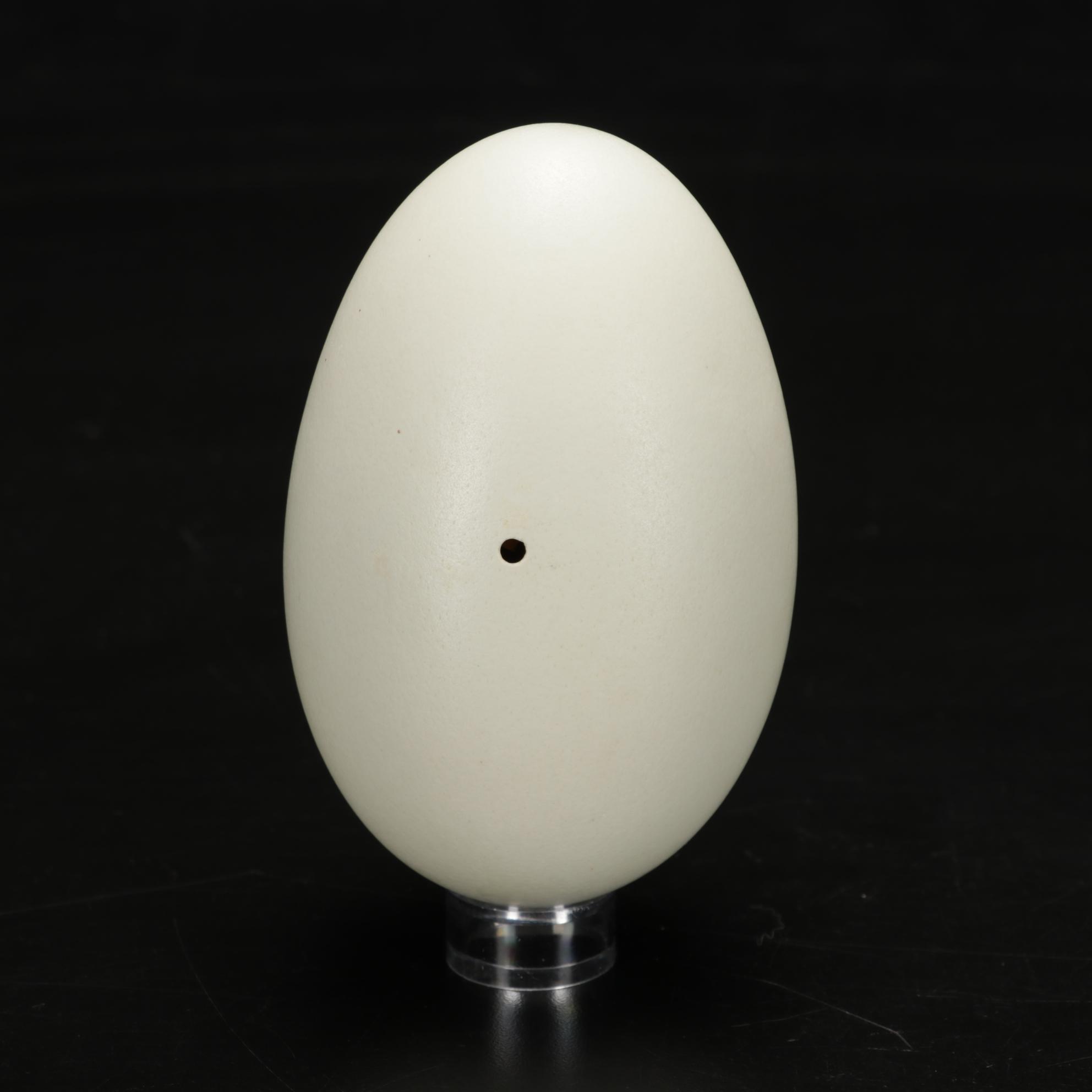 Rhea and Ostrich Eggs