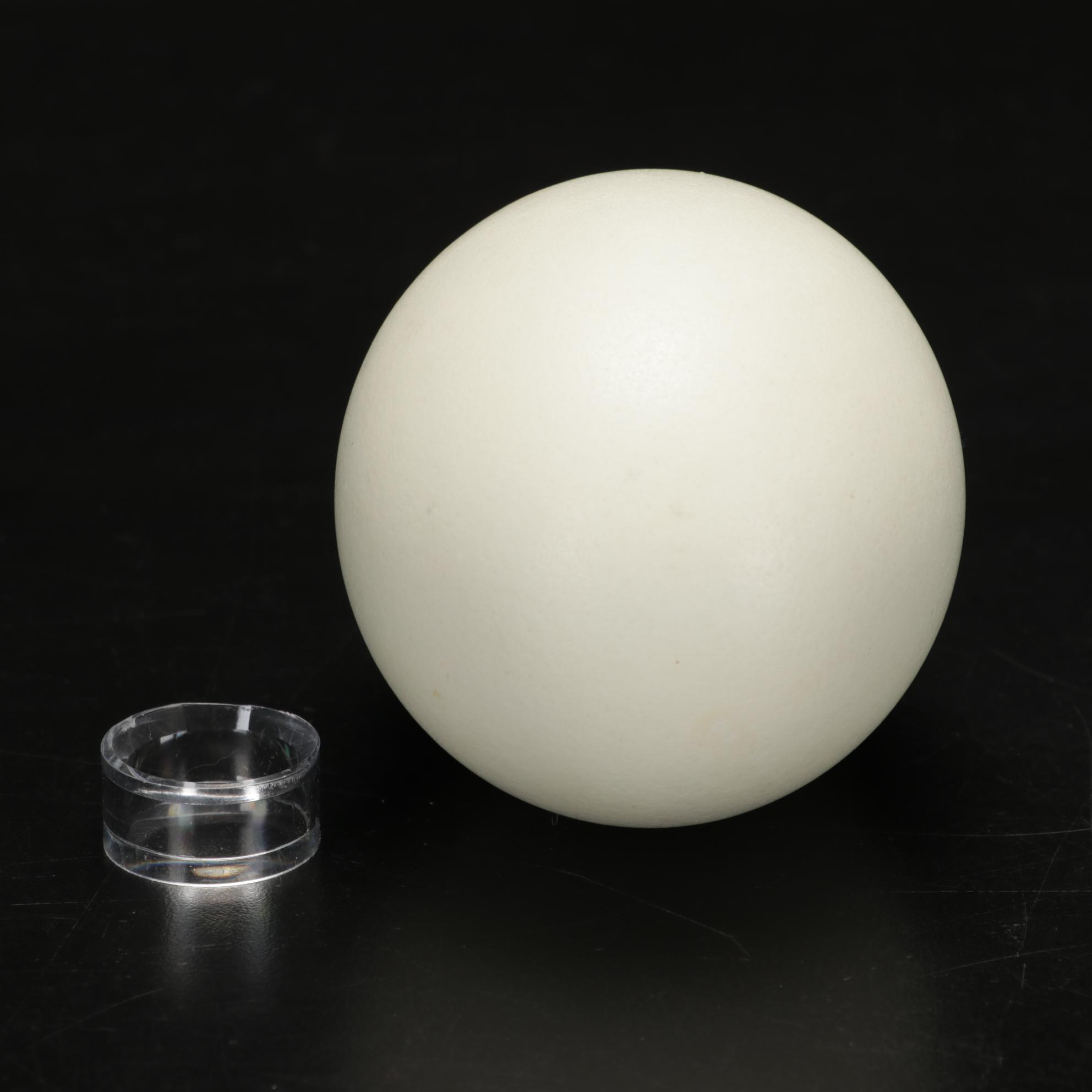 Rhea and Ostrich Eggs