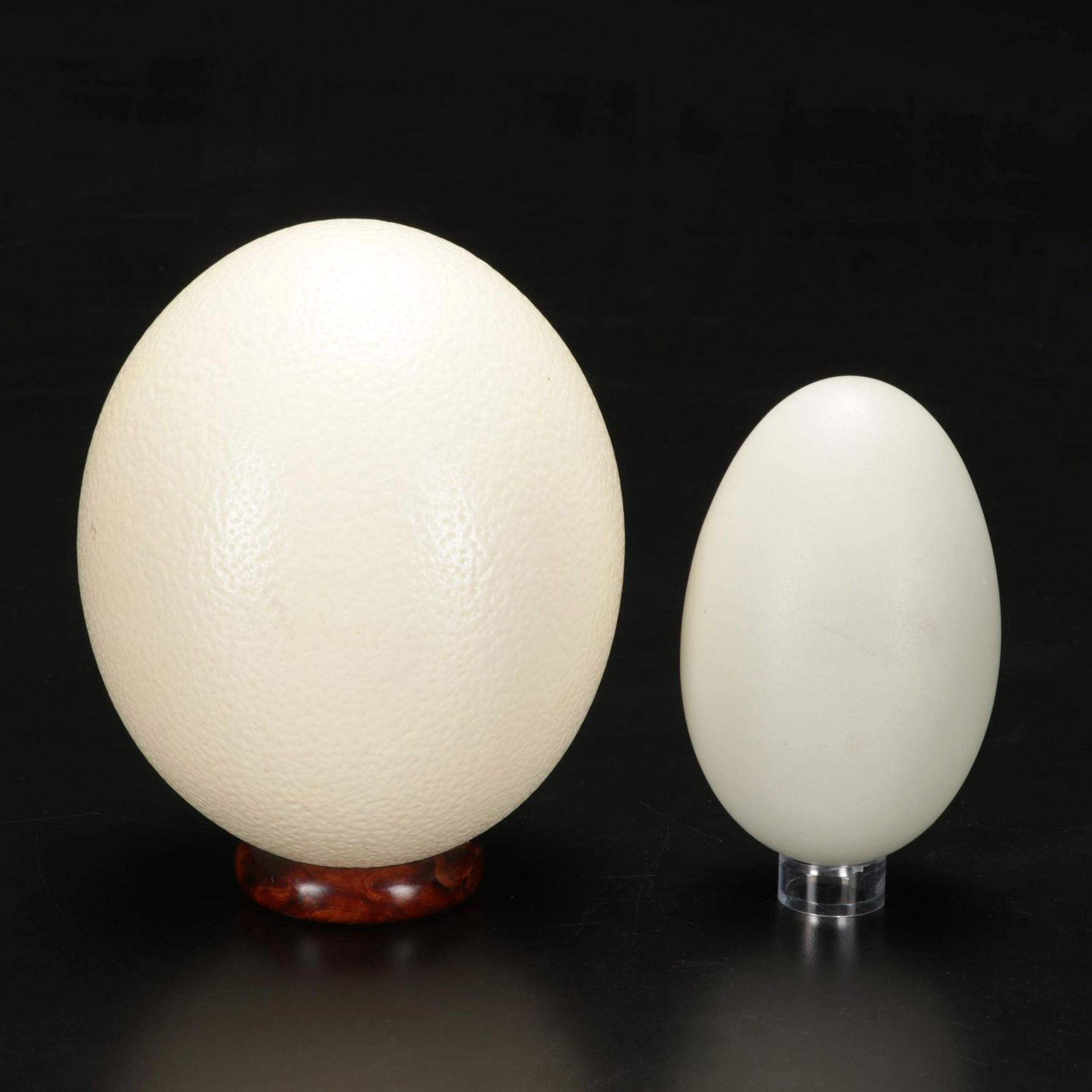 Rhea and Ostrich Eggs