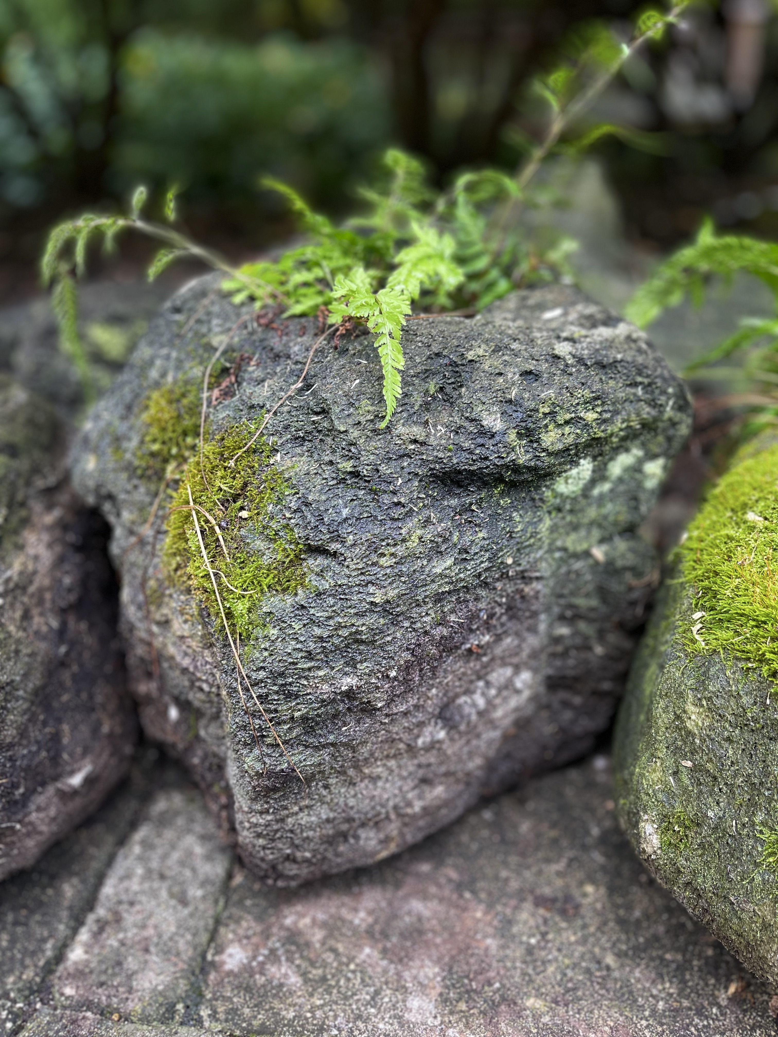 Freeform Shaped Lava Stone Planters