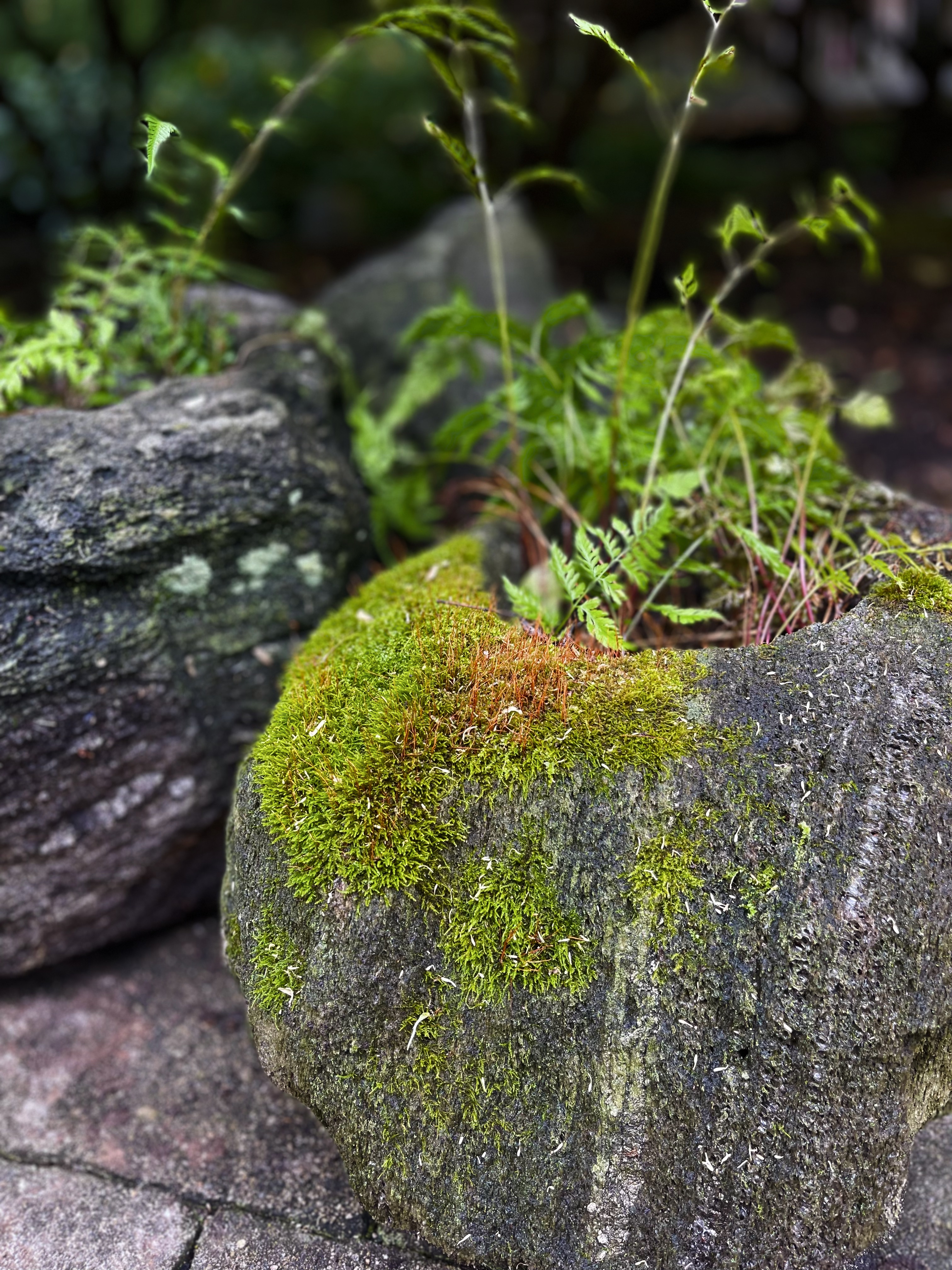 Freeform Shaped Lava Stone Planters