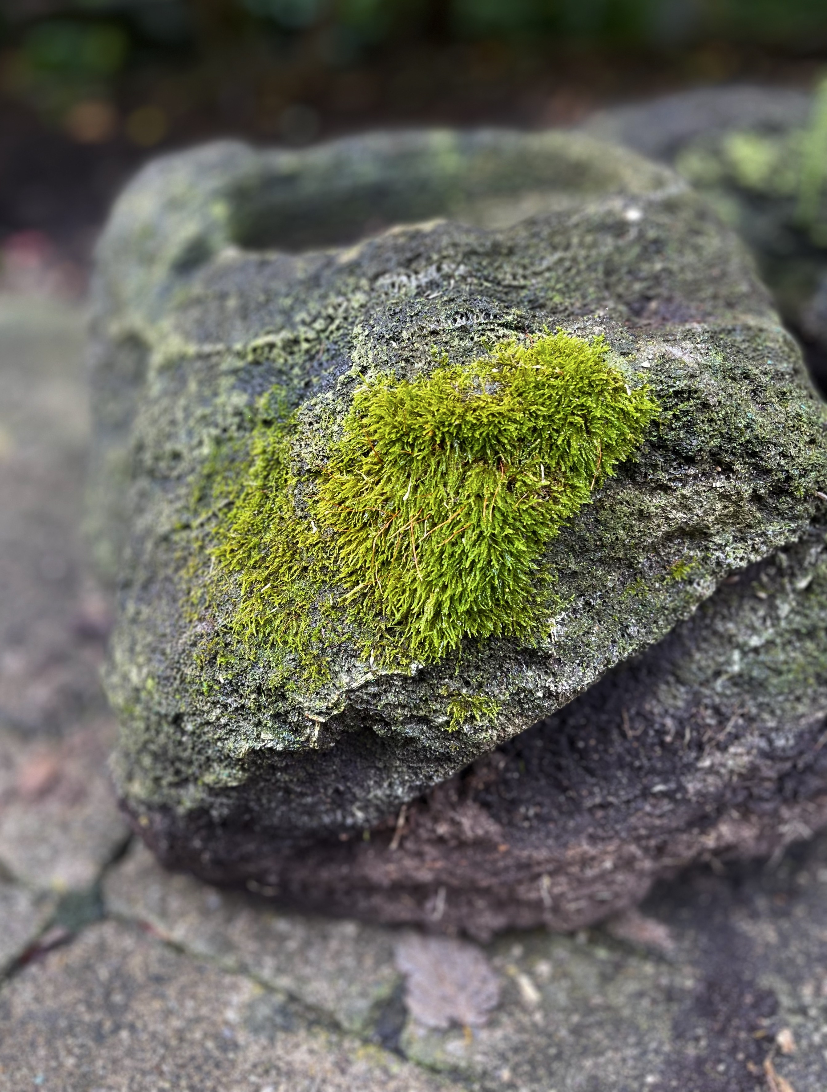 Freeform Shaped Lava Stone Planters
