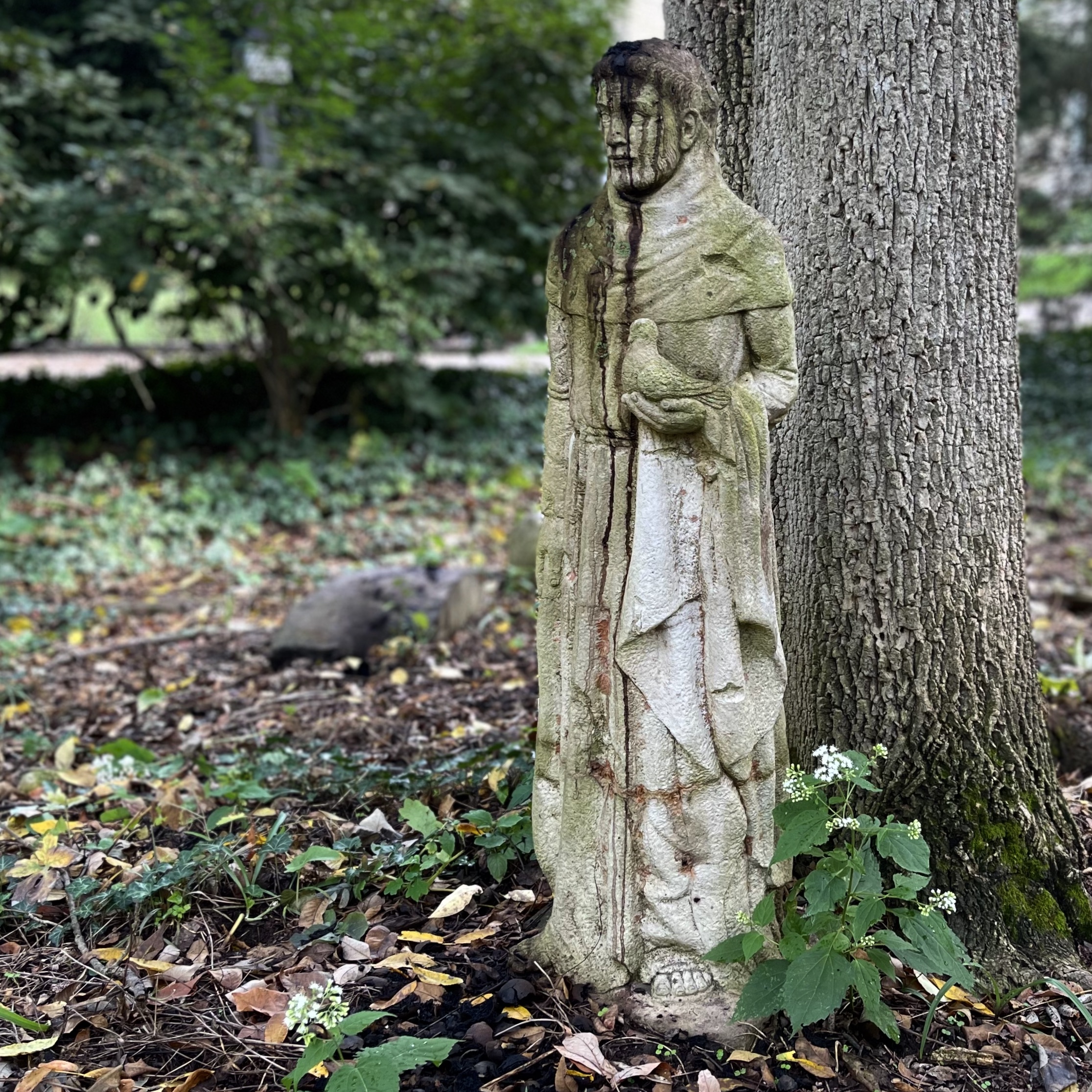 DRT St. Francis of Assisi Concrete Garden Statuary with Walnut Stains