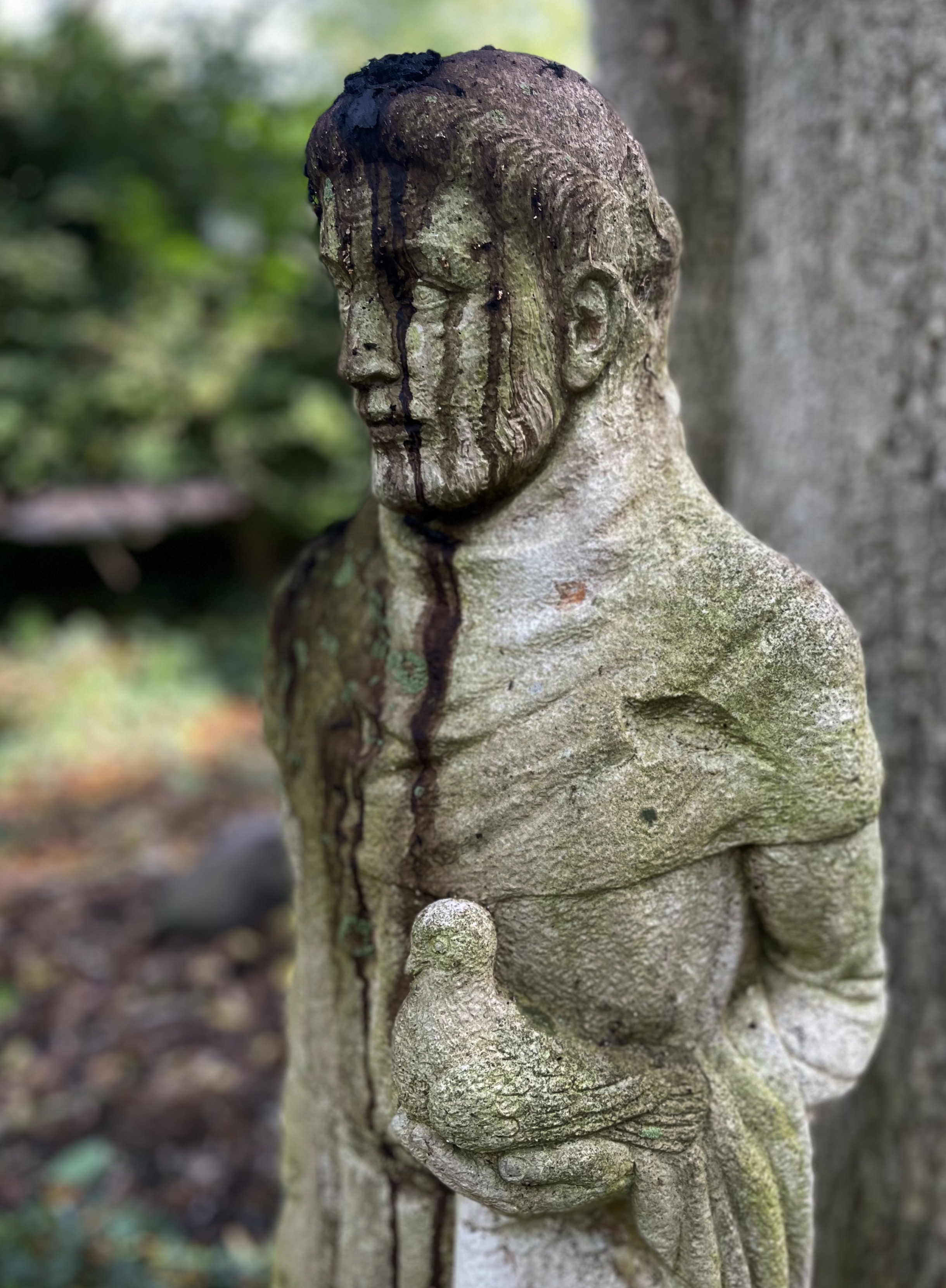 DRT St. Francis of Assisi Concrete Garden Statuary with Walnut Stains