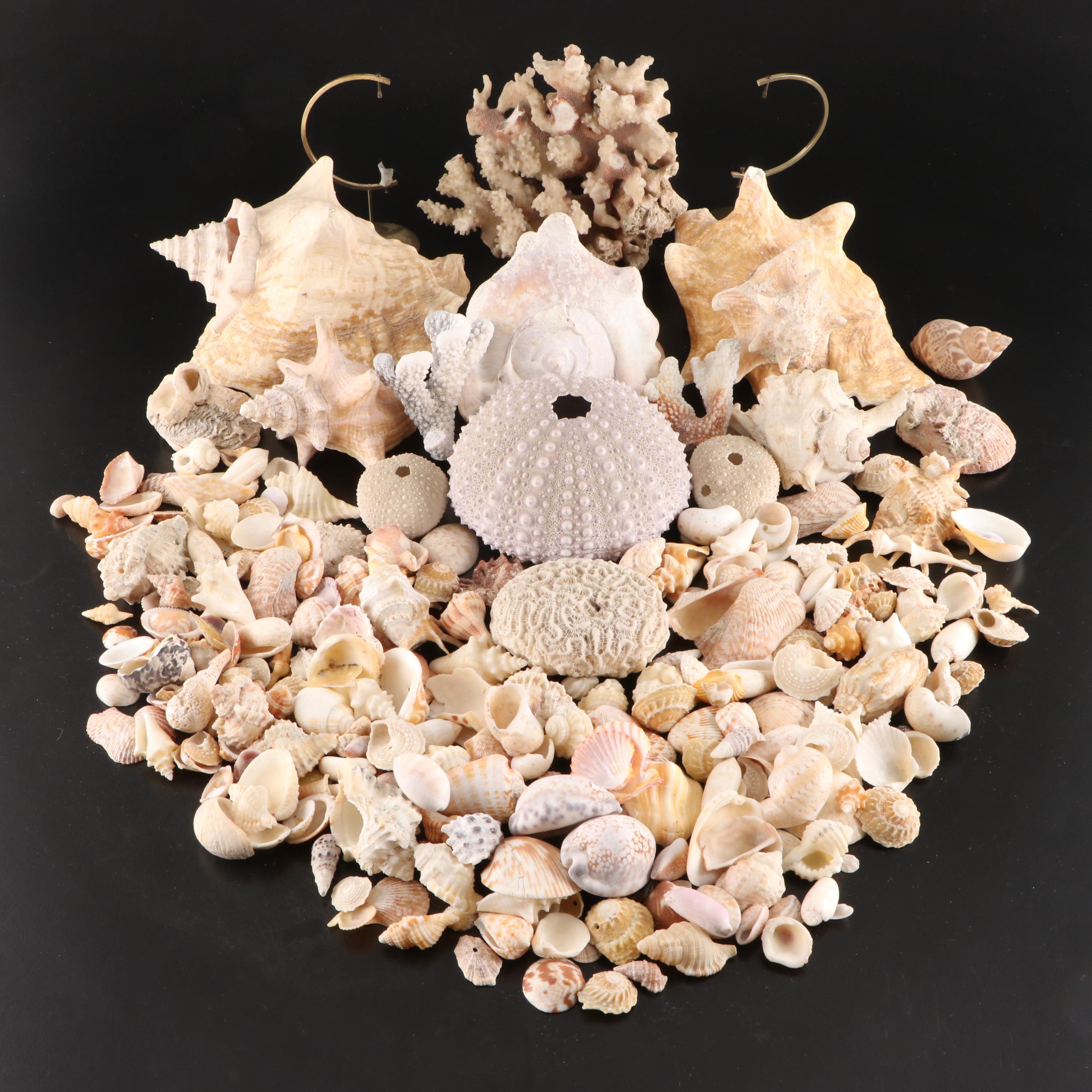 Queen Conch, King Helmet Conch, Coral, and More