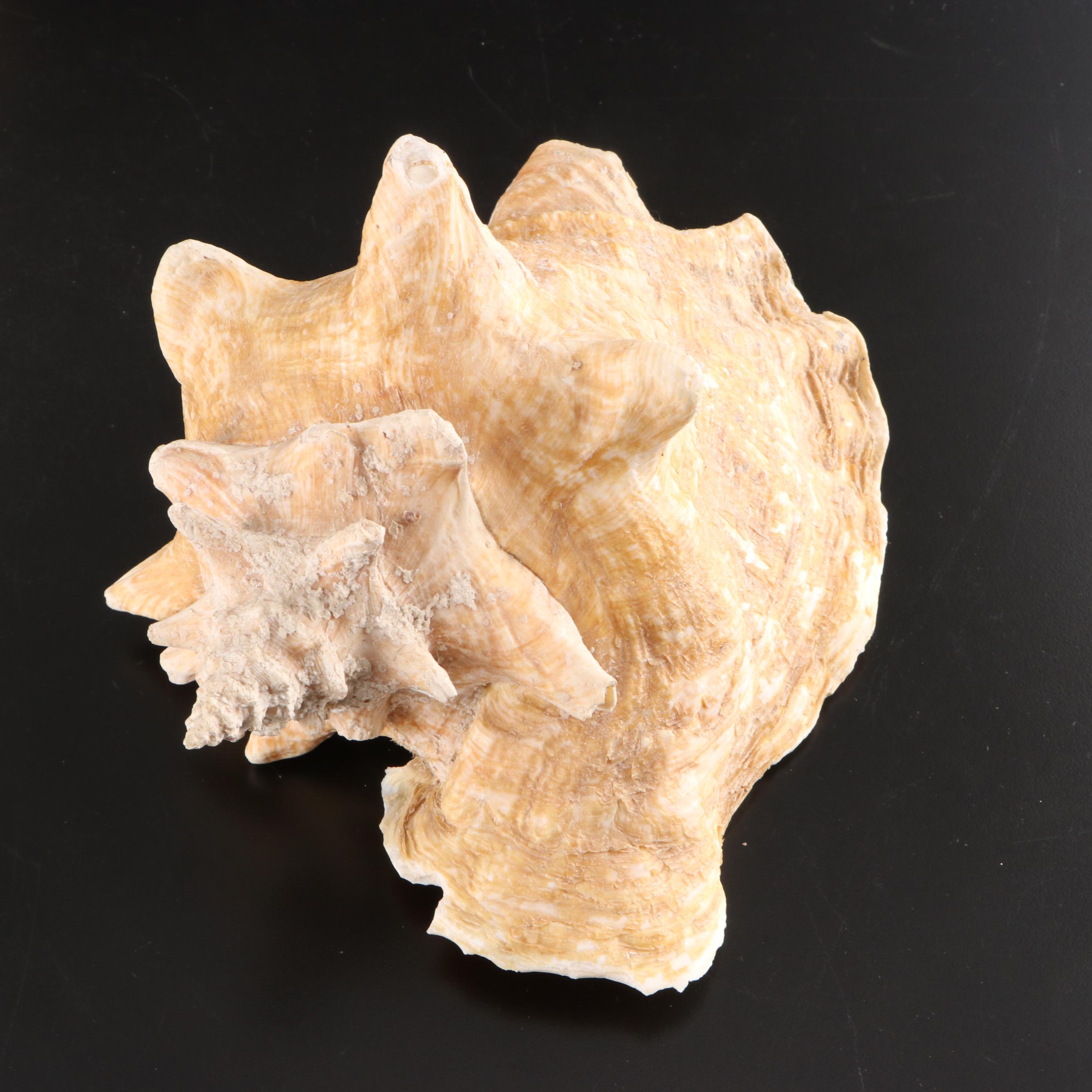 Queen Conch, King Helmet Conch, Coral, and More