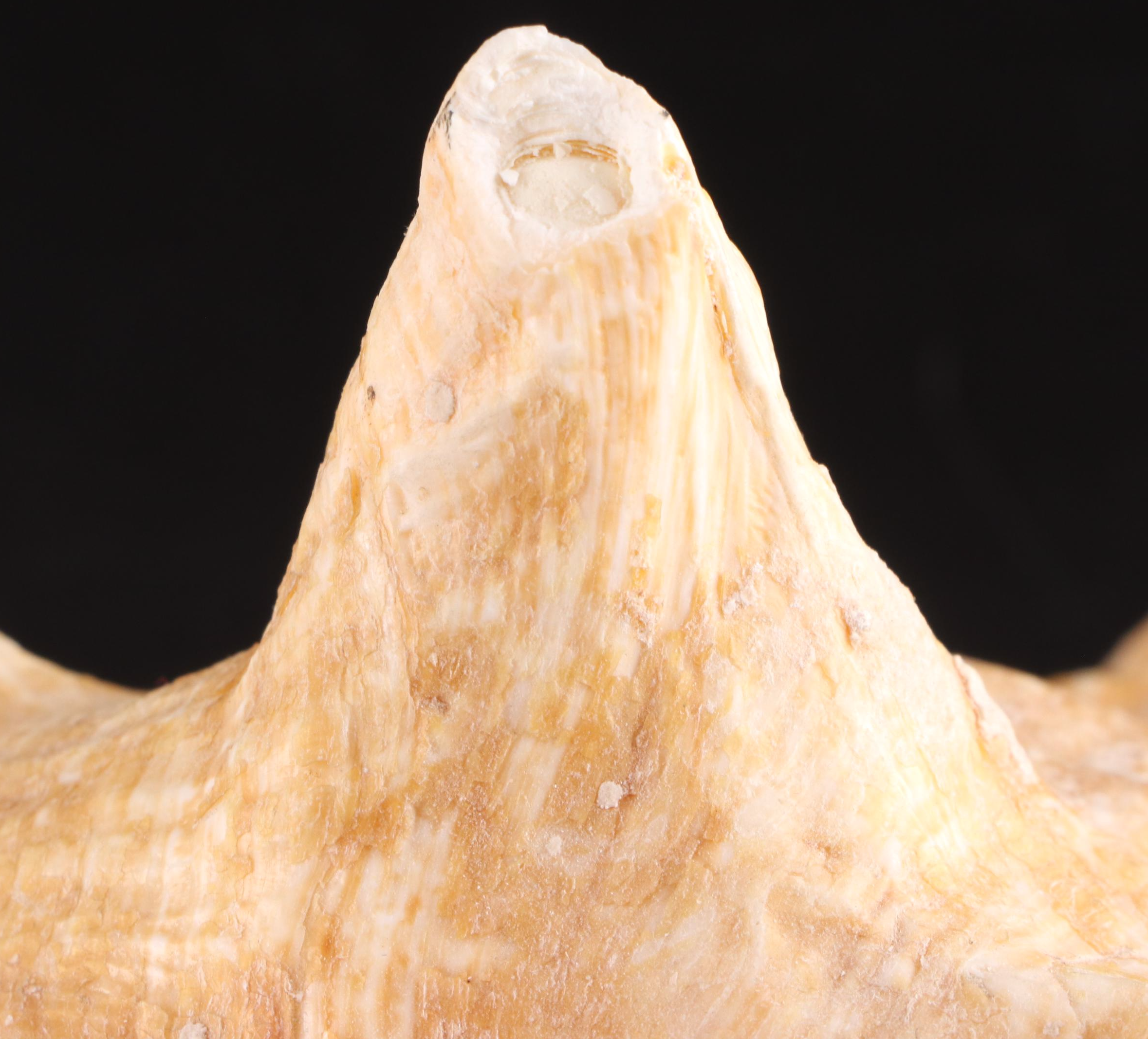 Queen Conch, King Helmet Conch, Coral, and More