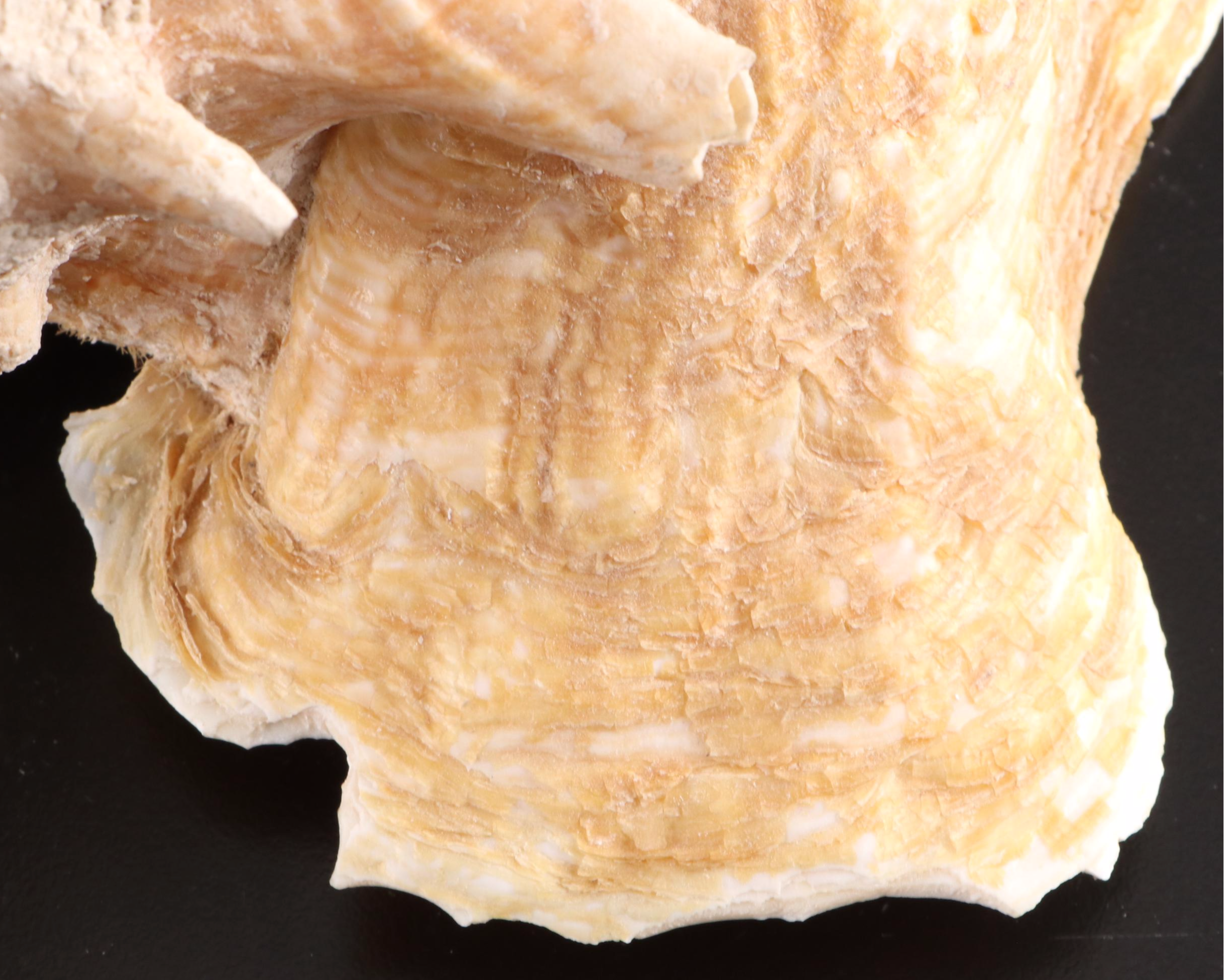 Queen Conch, King Helmet Conch, Coral, and More