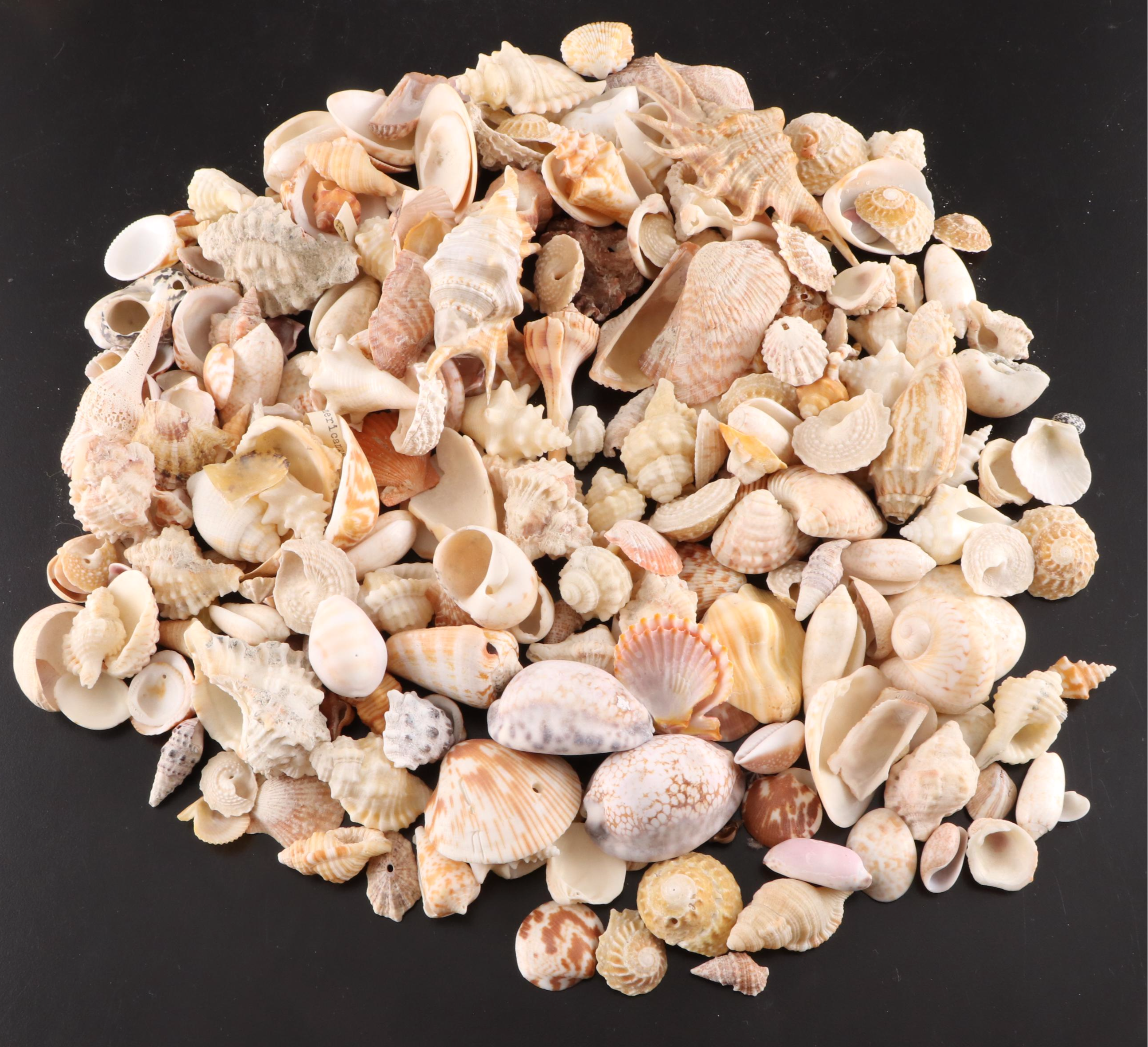 Queen Conch, King Helmet Conch, Coral, and More