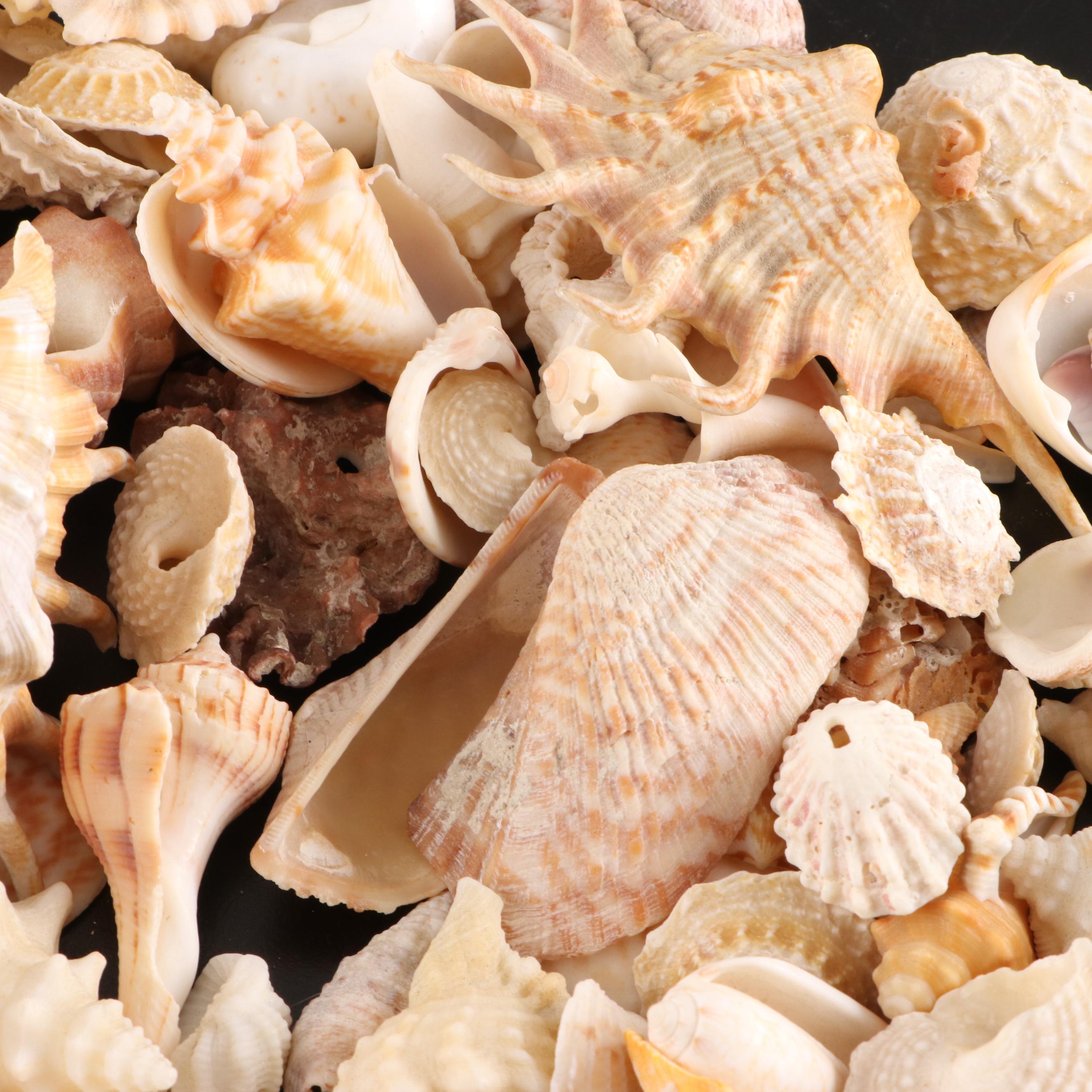 Queen Conch, King Helmet Conch, Coral, and More