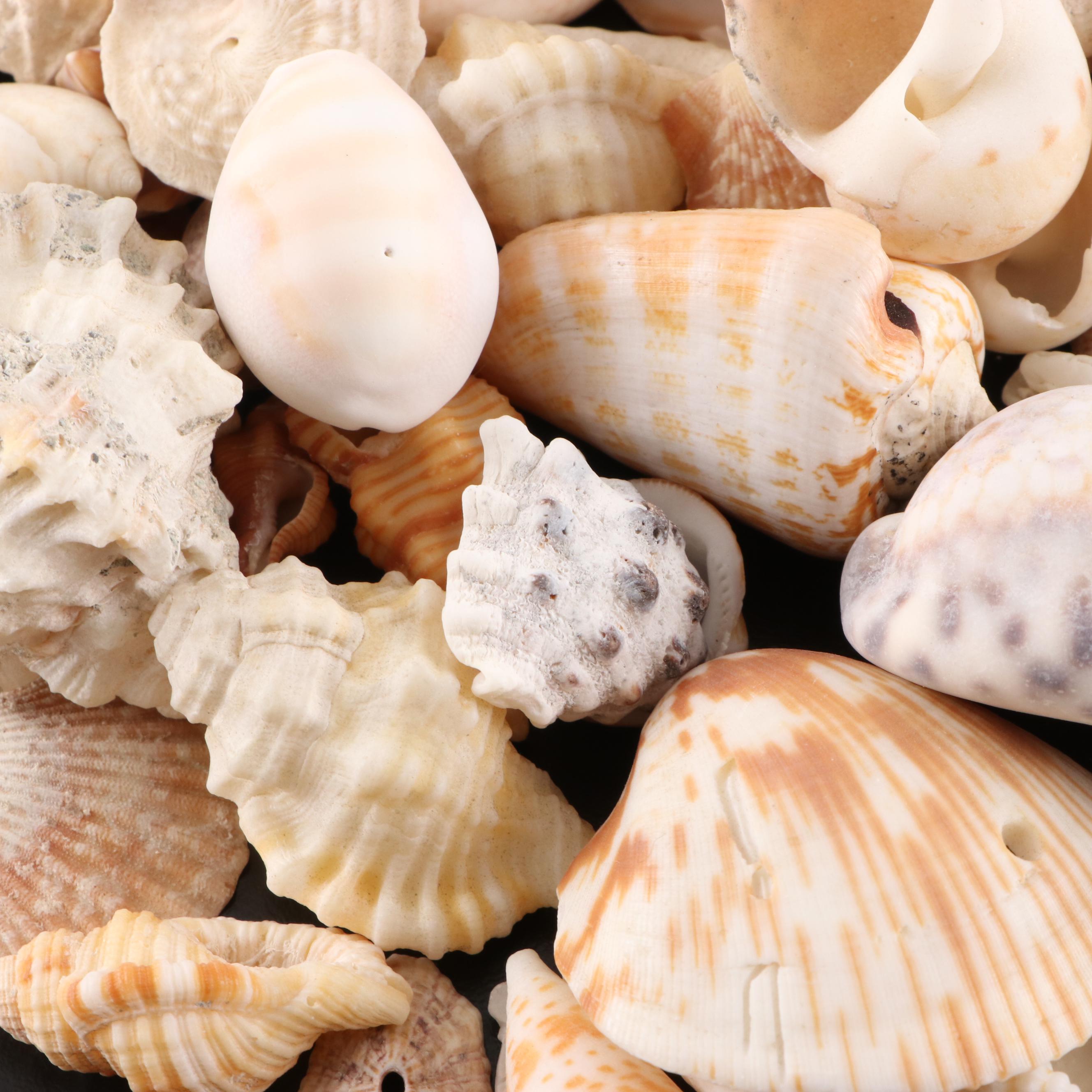 Queen Conch, King Helmet Conch, Coral, and More