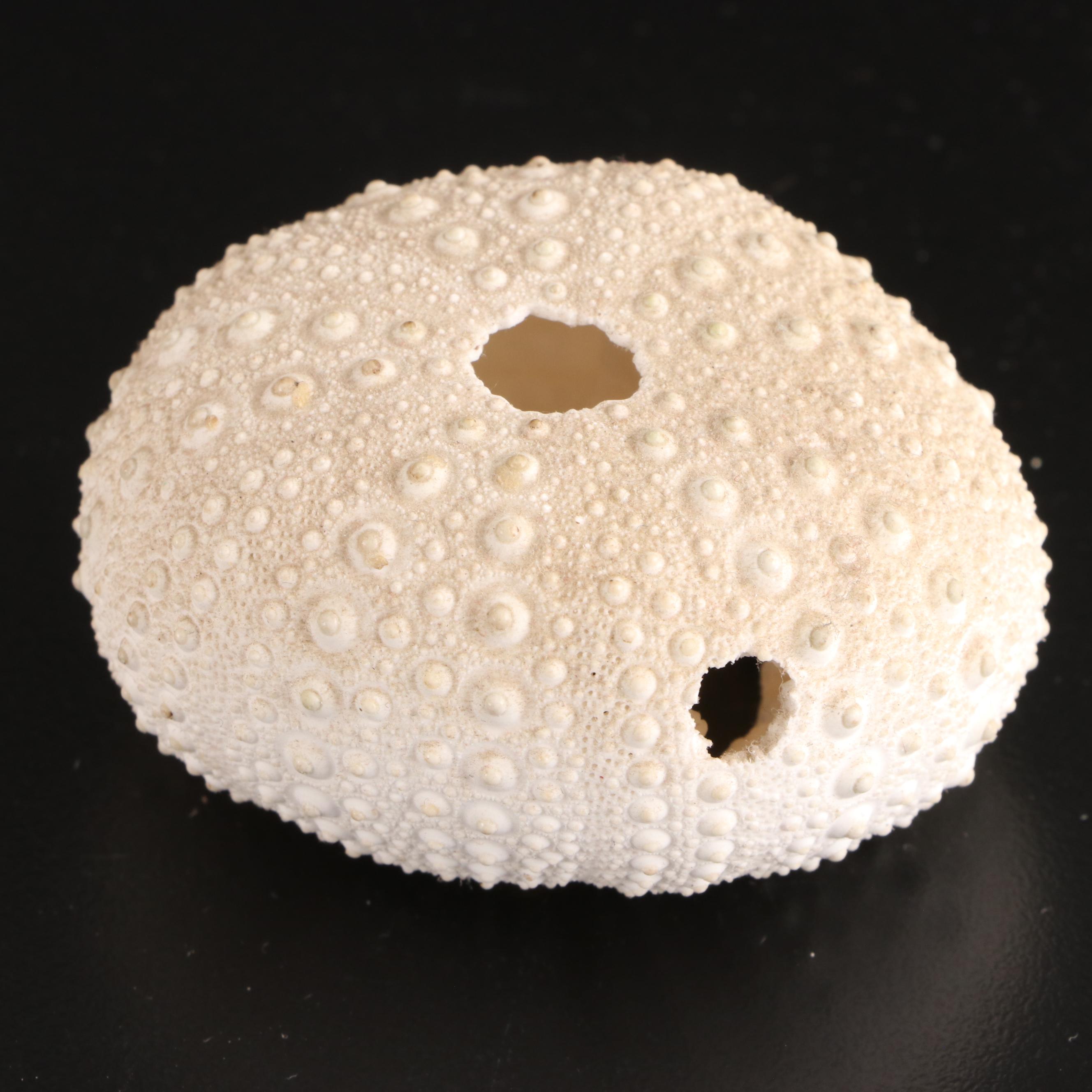 Queen Conch, King Helmet Conch, Coral, and More