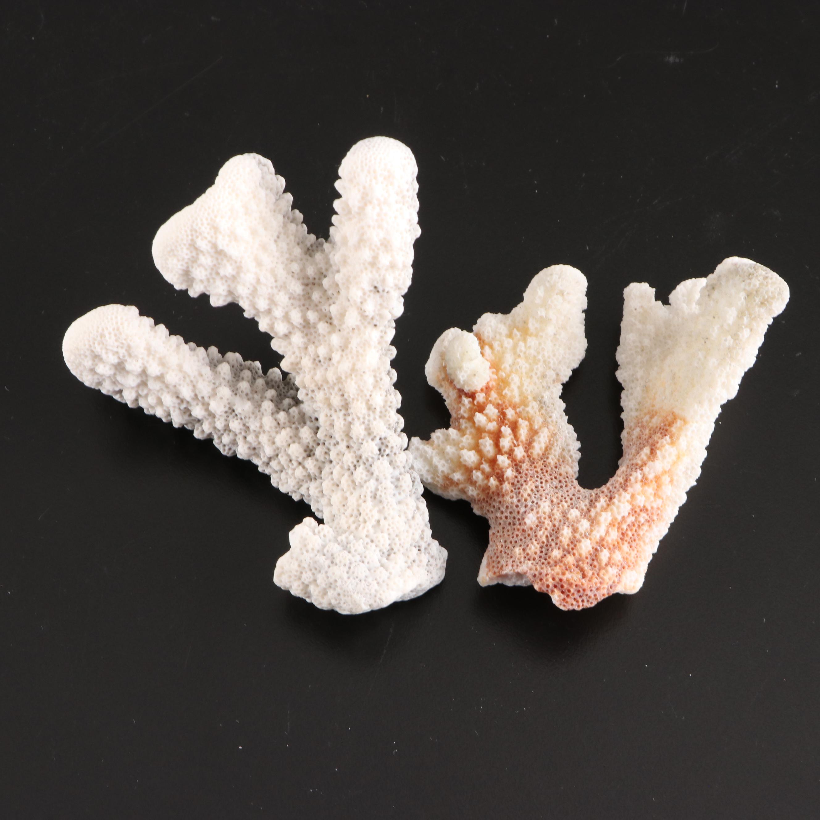 Queen Conch, King Helmet Conch, Coral, and More