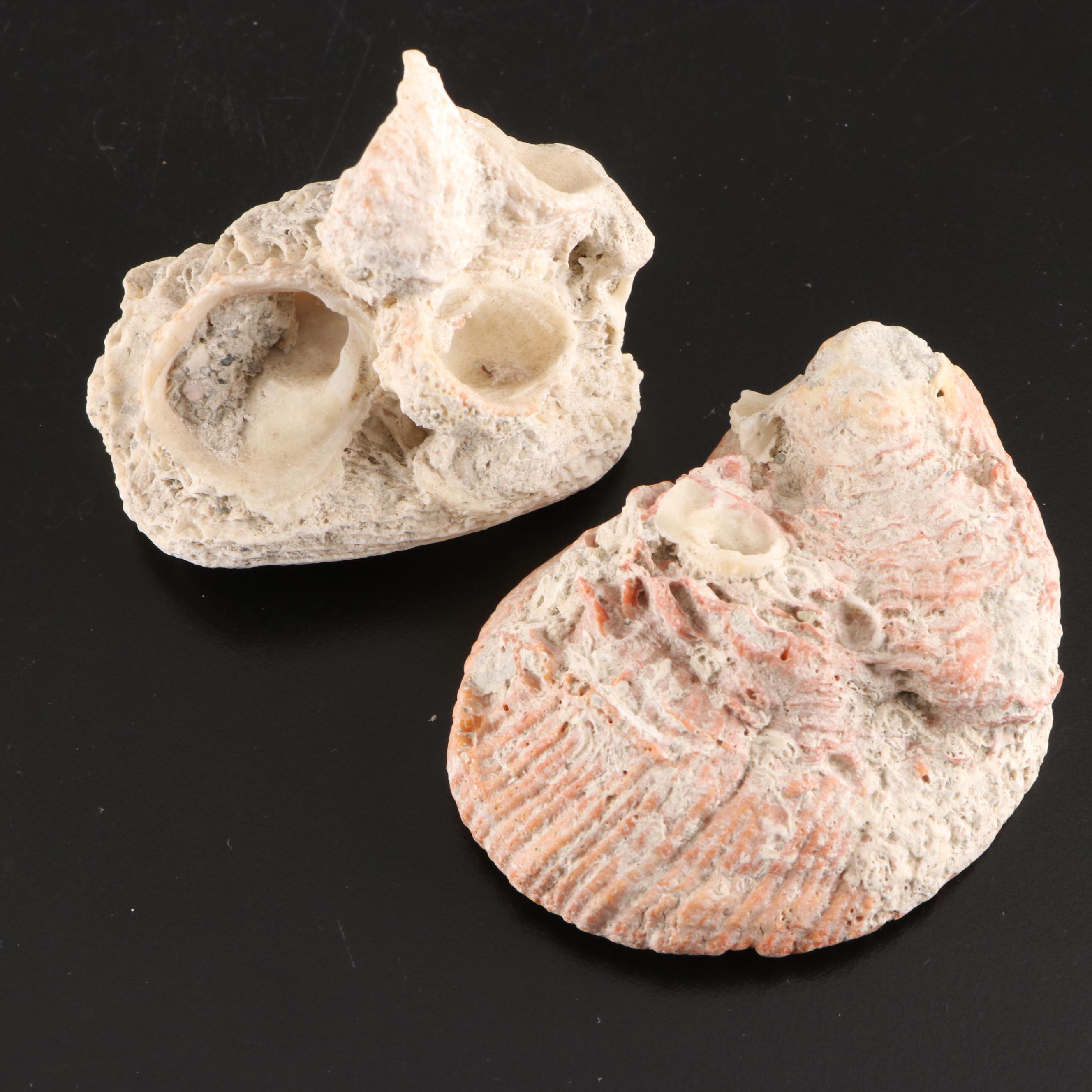 Queen Conch, King Helmet Conch, Coral, and More