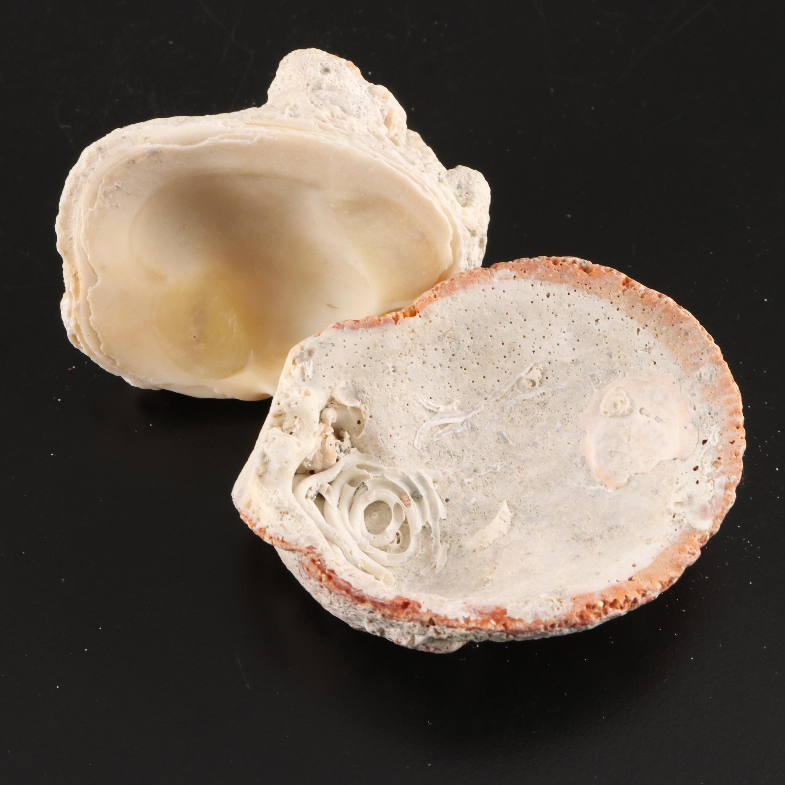 Queen Conch, King Helmet Conch, Coral, and More