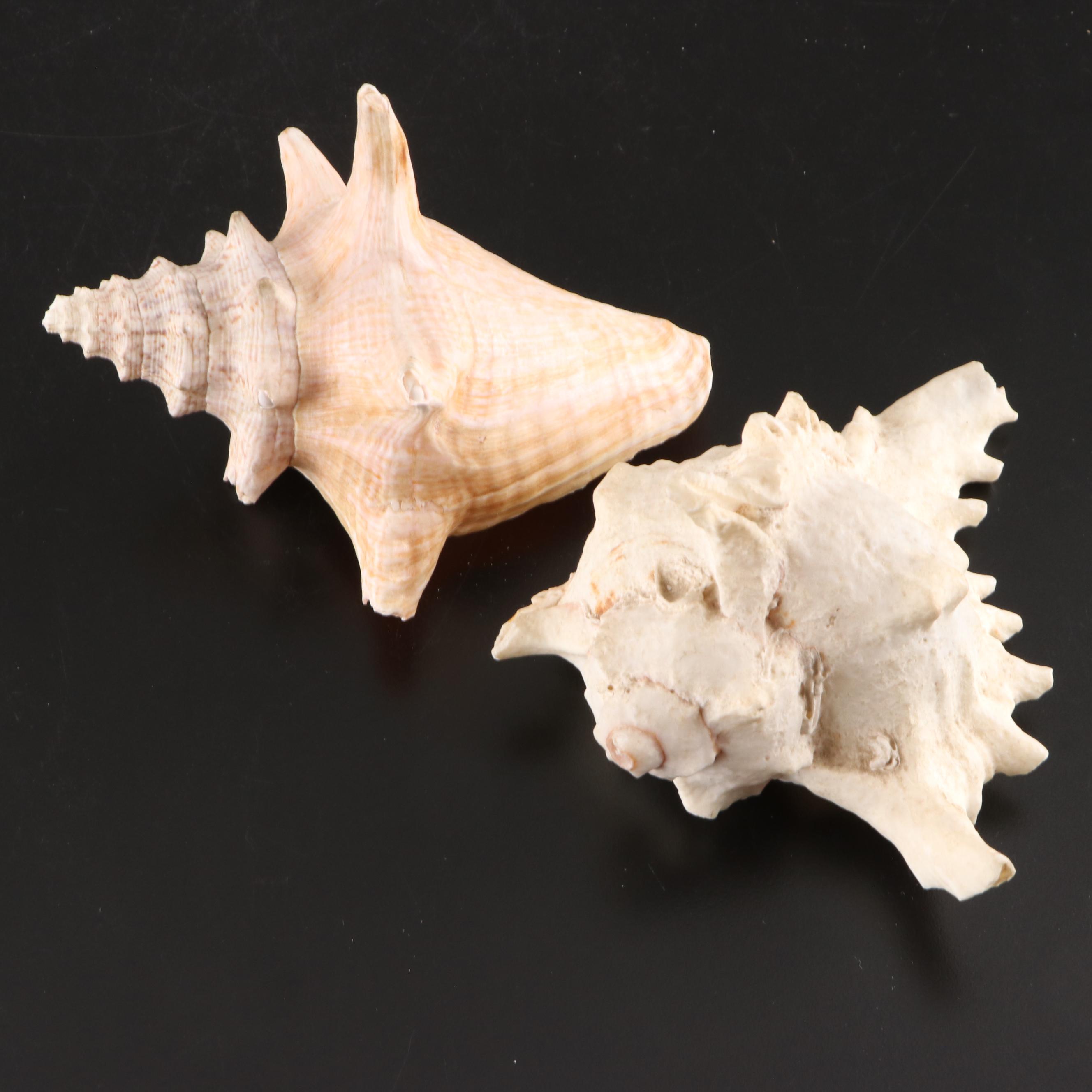 Queen Conch, King Helmet Conch, Coral, and More