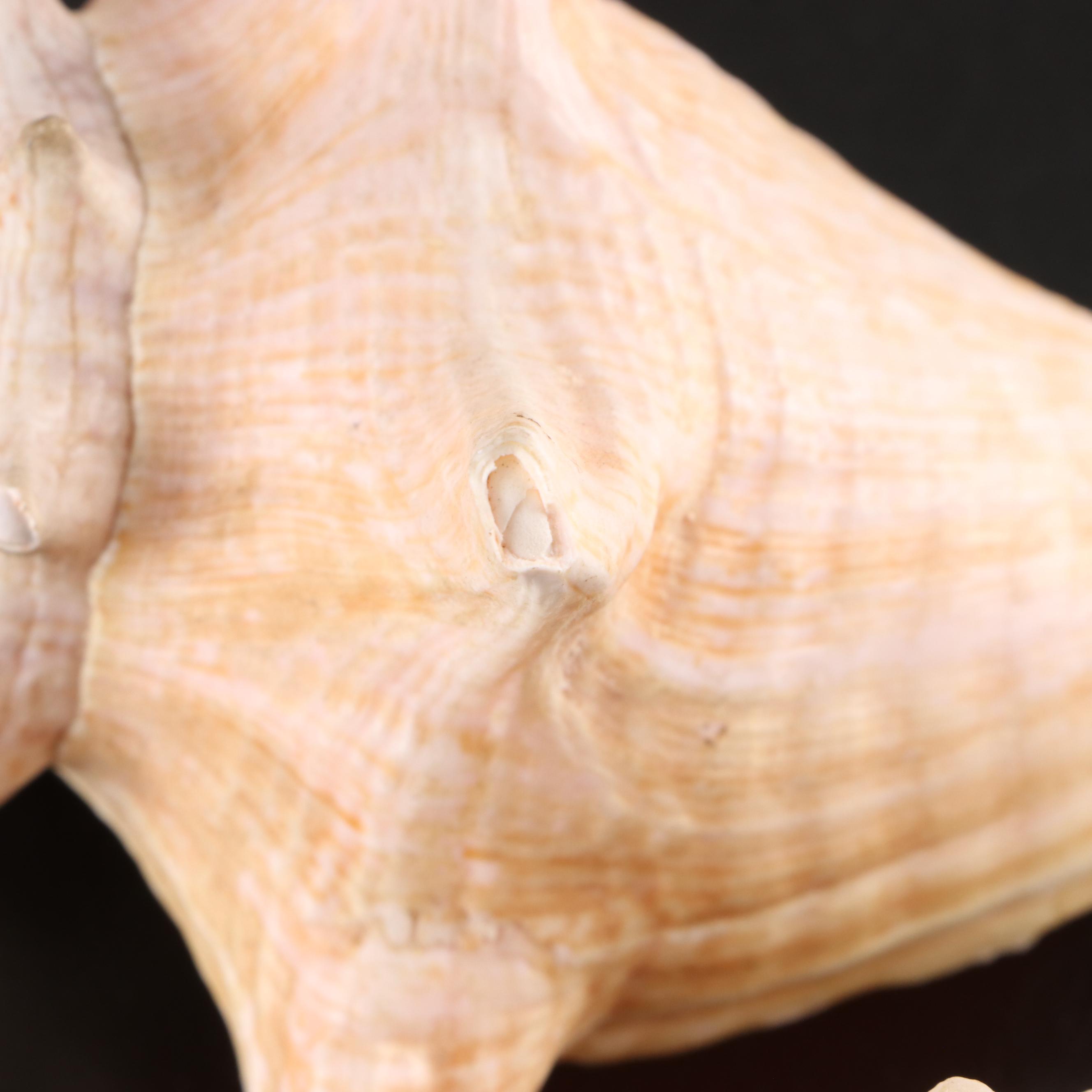 Queen Conch, King Helmet Conch, Coral, and More