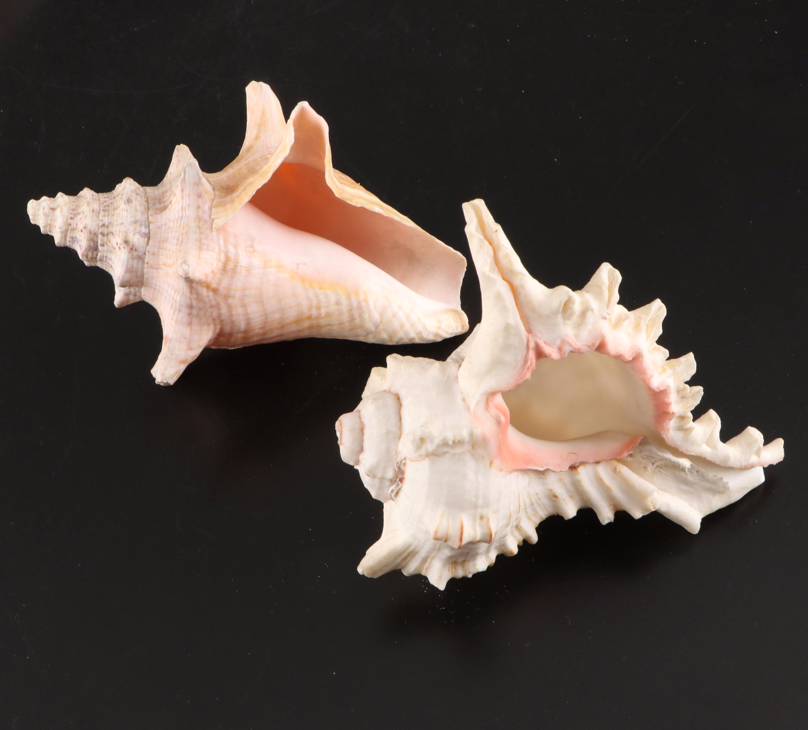 Queen Conch, King Helmet Conch, Coral, and More