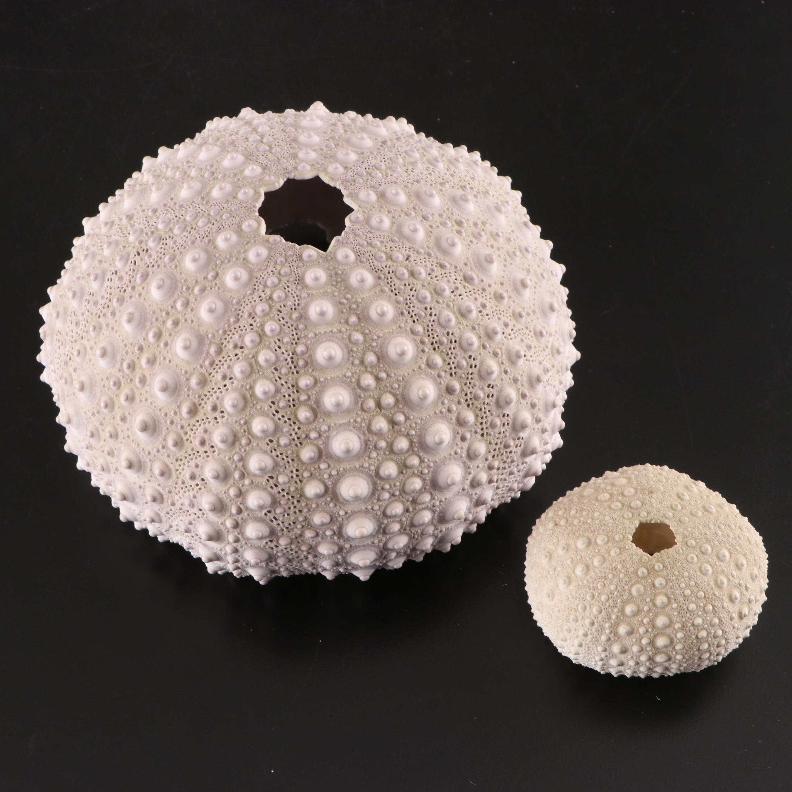 Queen Conch, King Helmet Conch, Coral, and More