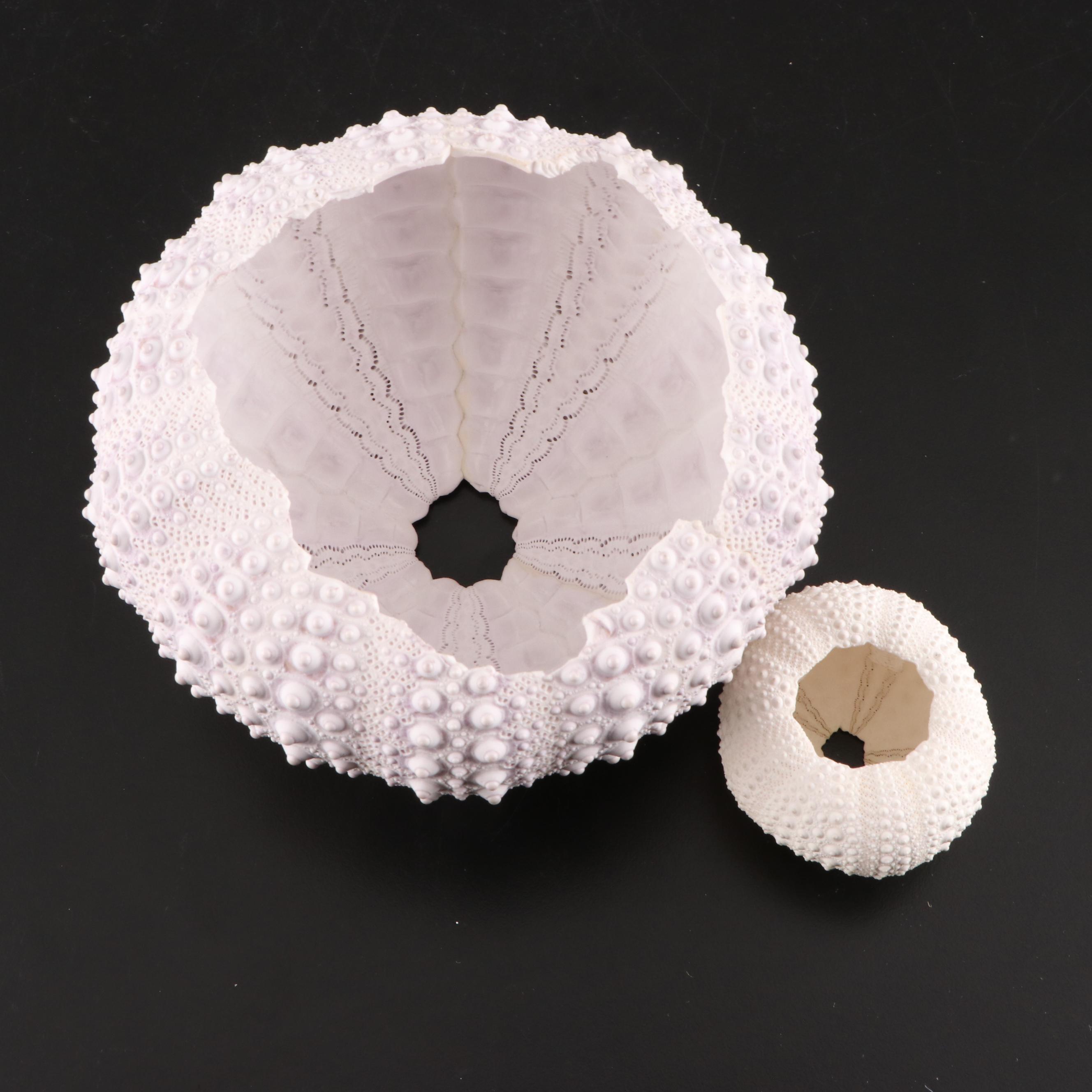 Queen Conch, King Helmet Conch, Coral, and More