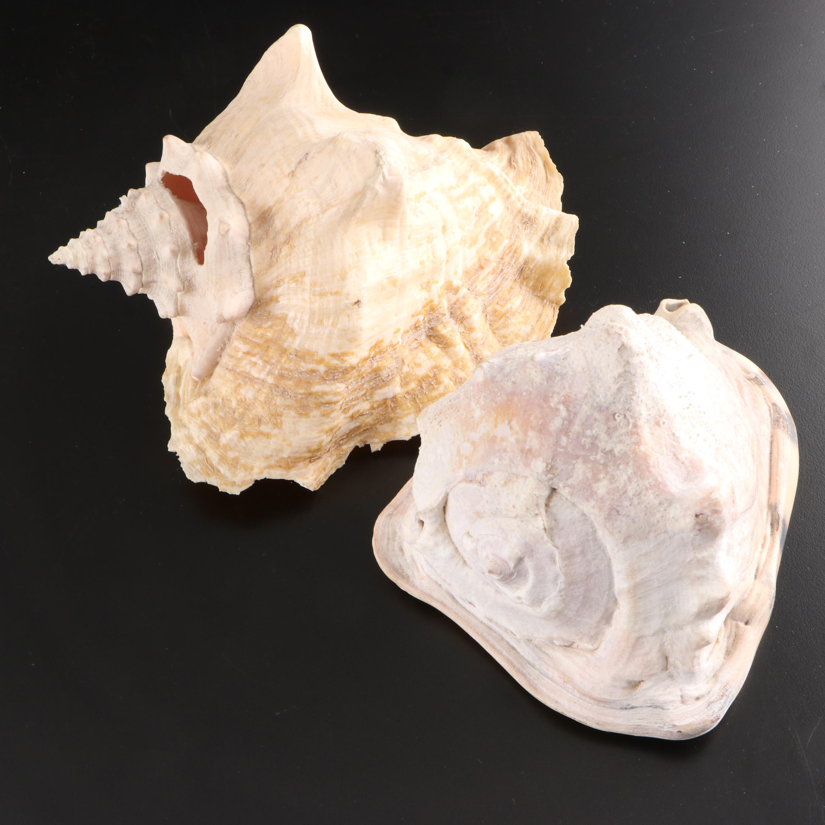 Queen Conch, King Helmet Conch, Coral, and More