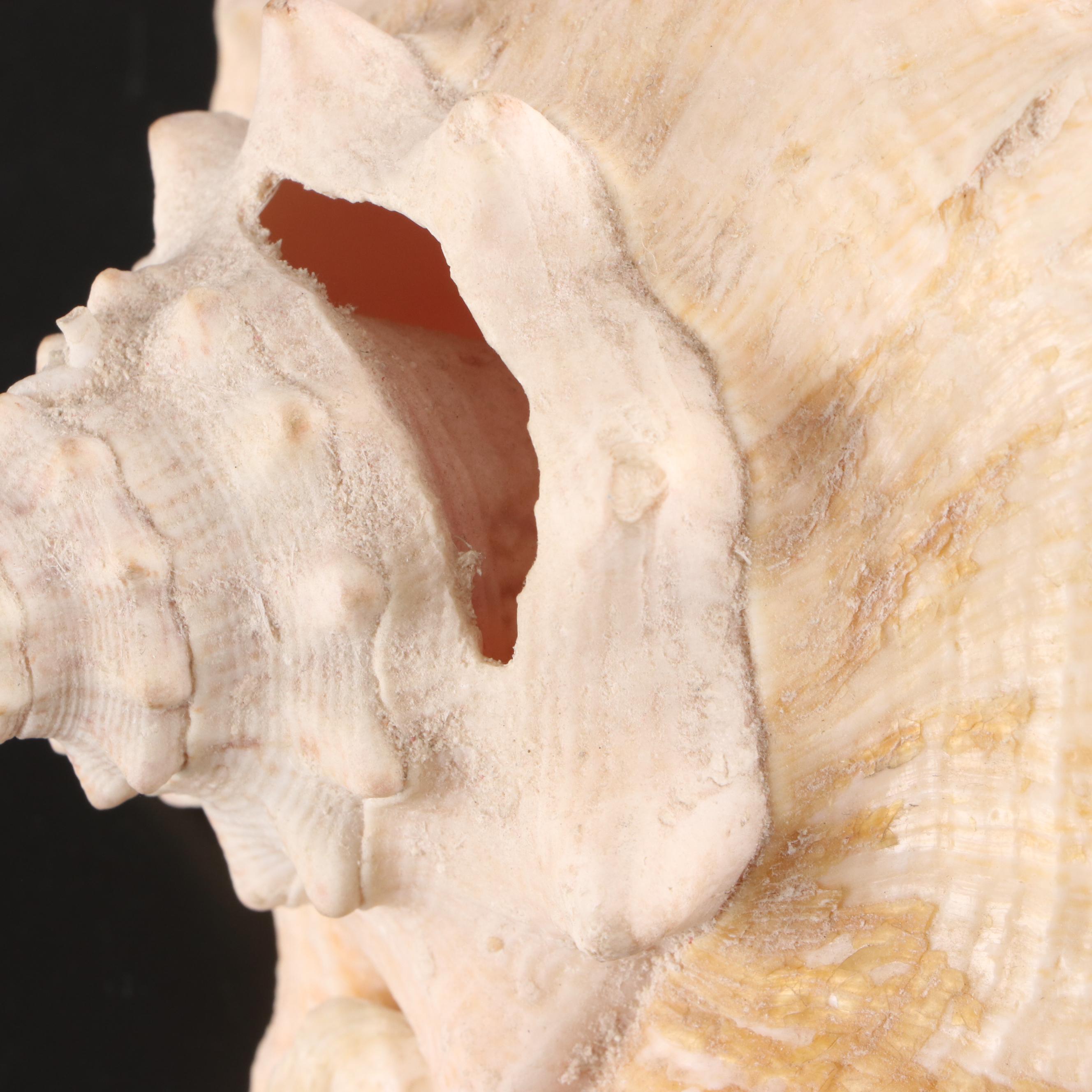 Queen Conch, King Helmet Conch, Coral, and More