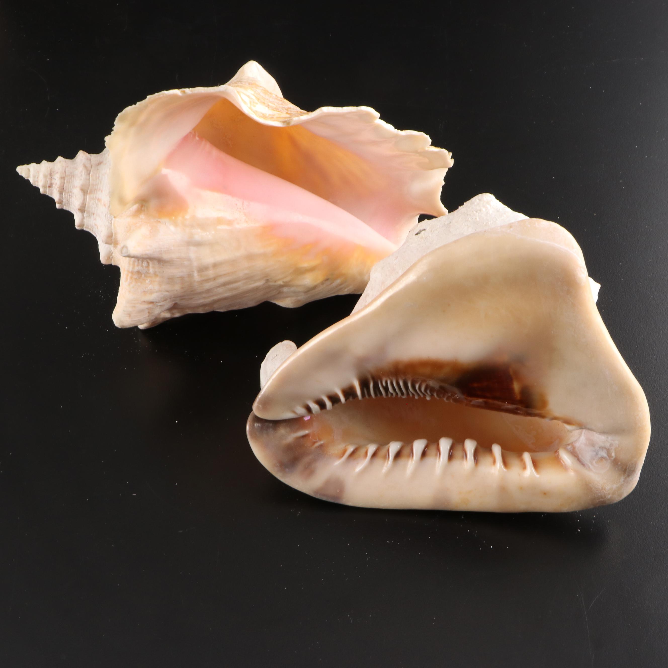 Queen Conch, King Helmet Conch, Coral, and More