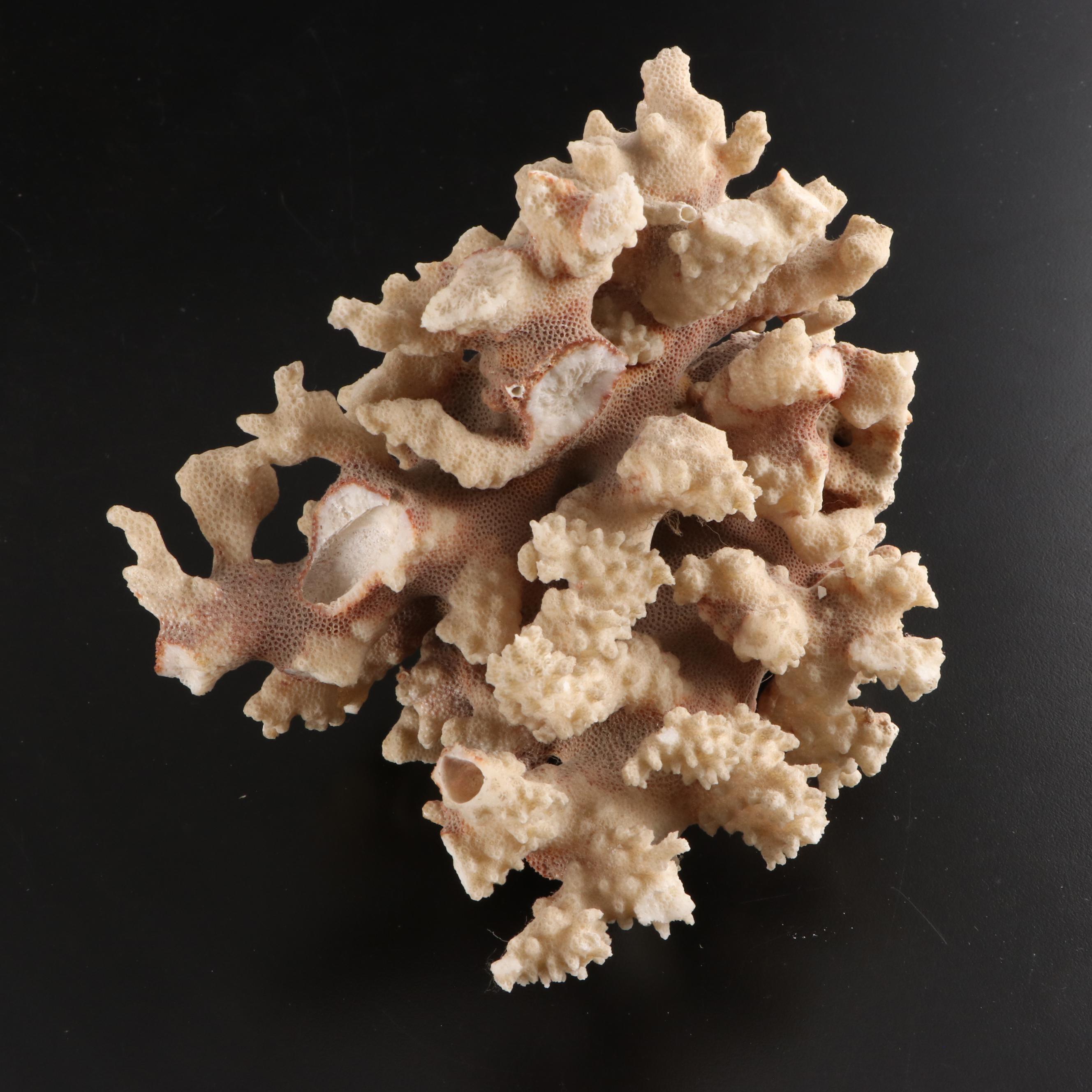 Queen Conch, King Helmet Conch, Coral, and More