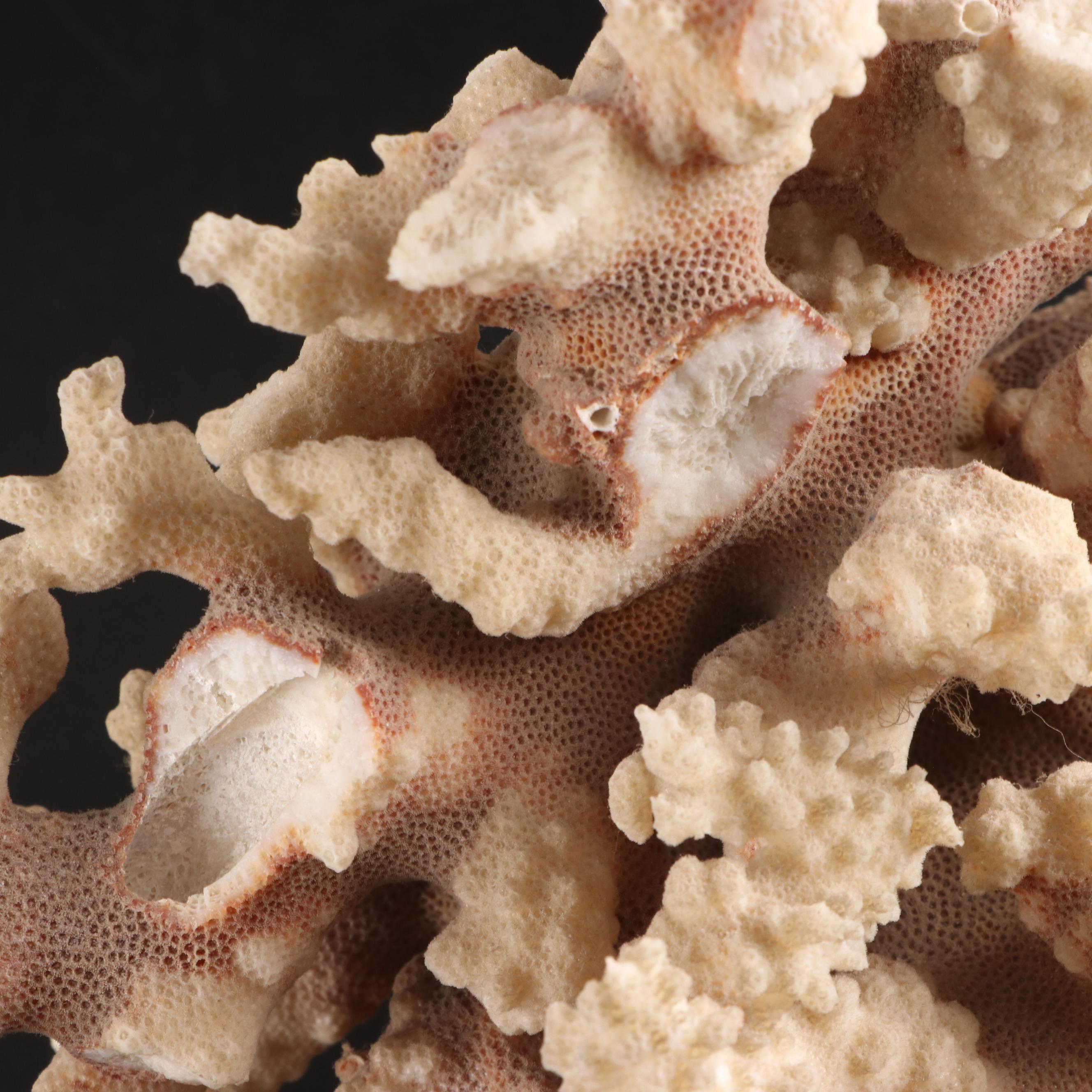 Queen Conch, King Helmet Conch, Coral, and More