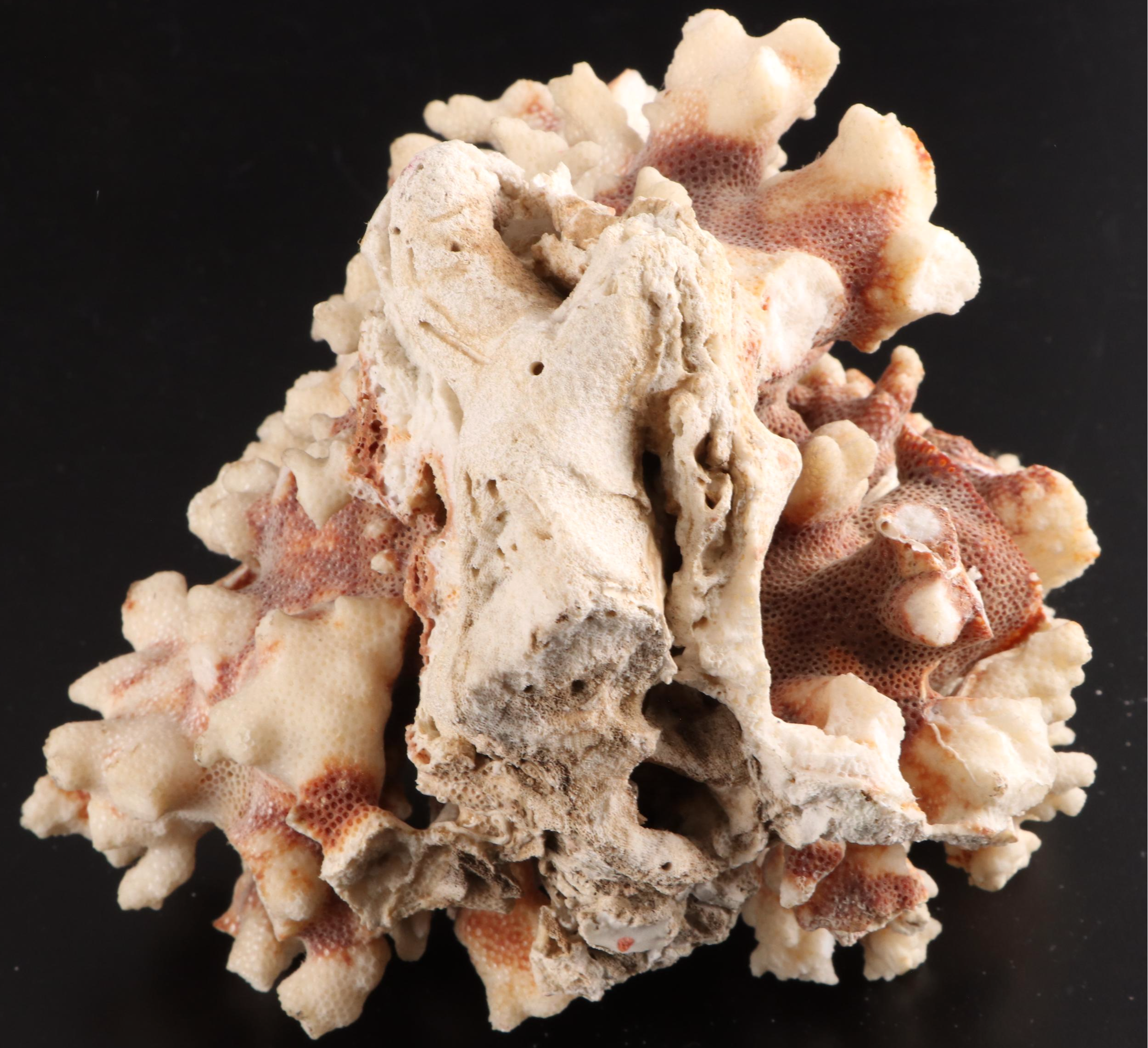 Queen Conch, King Helmet Conch, Coral, and More